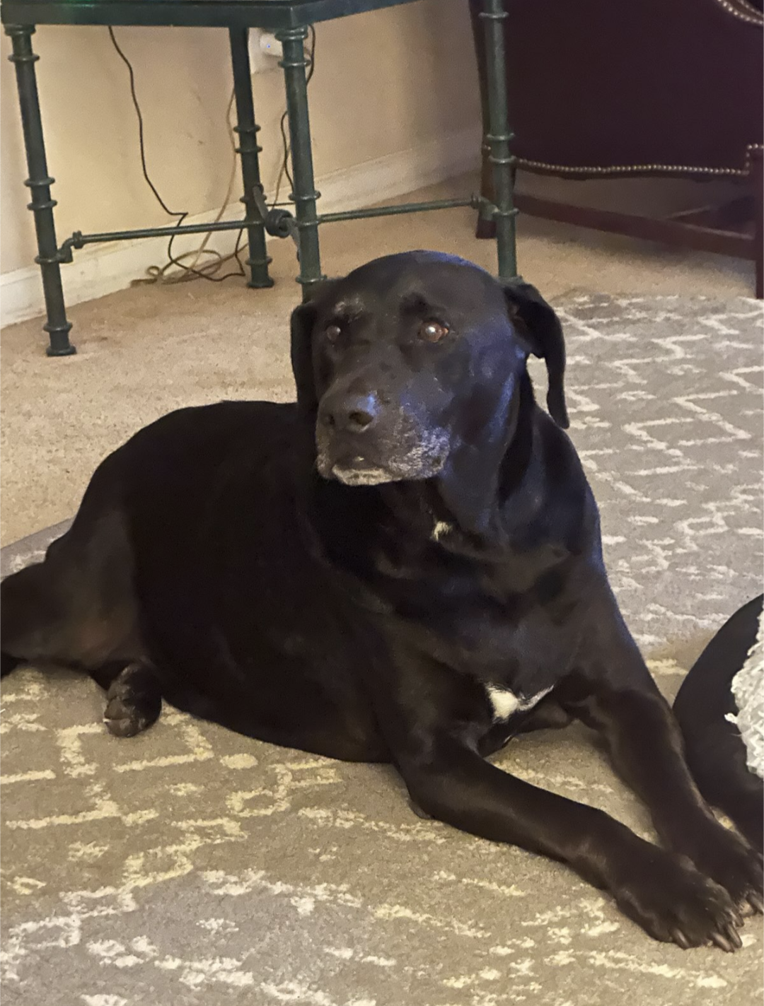 Black lab mix resting on the floor and looking off in the distance