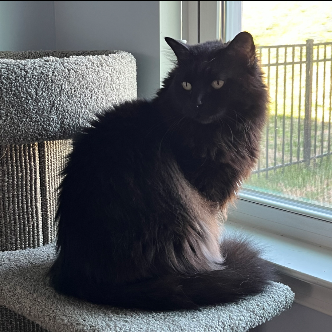 Long-haired black cat sitting on a cat tower by a window