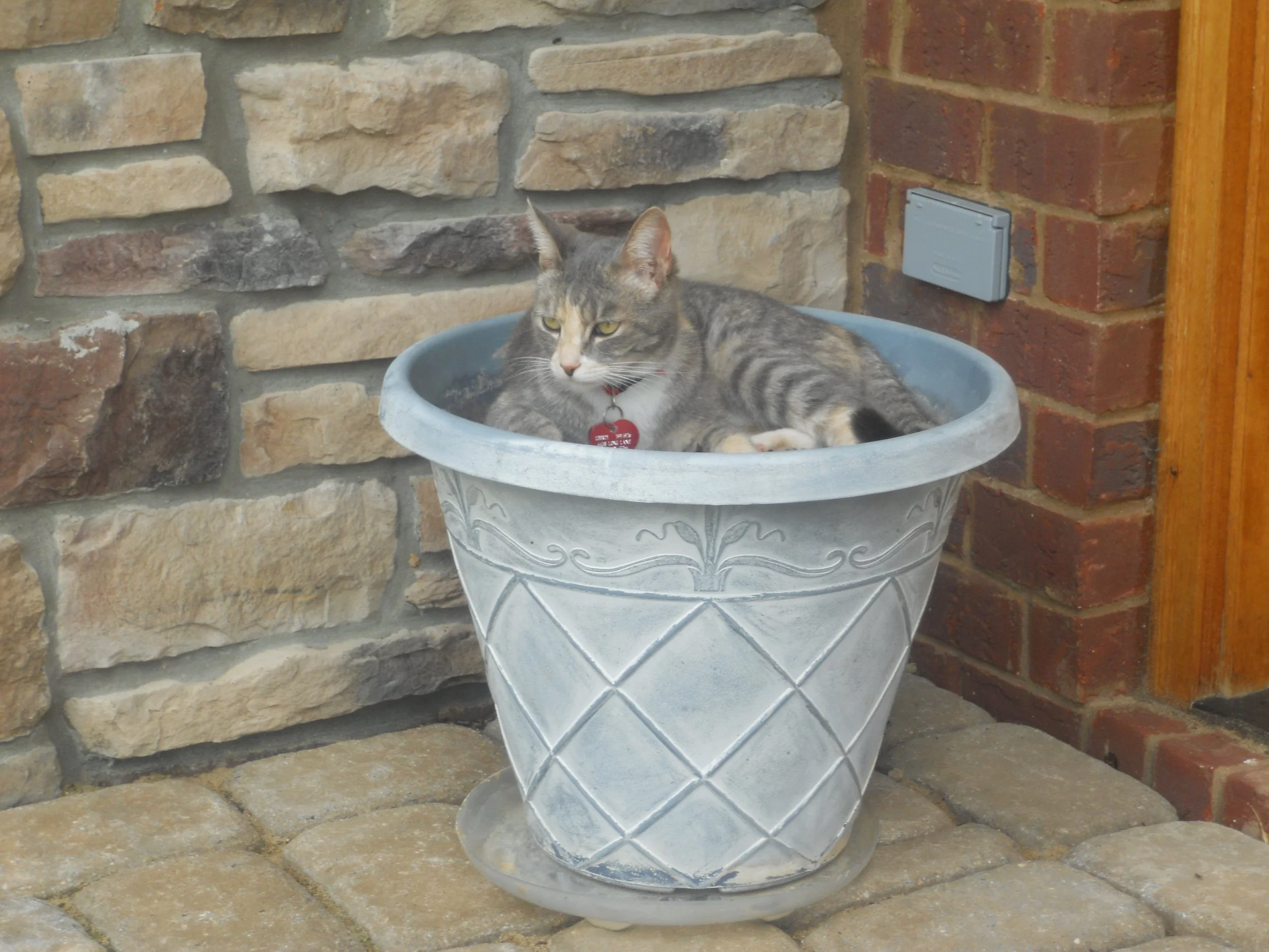 Gray tabby cat laying in a planter on the porch