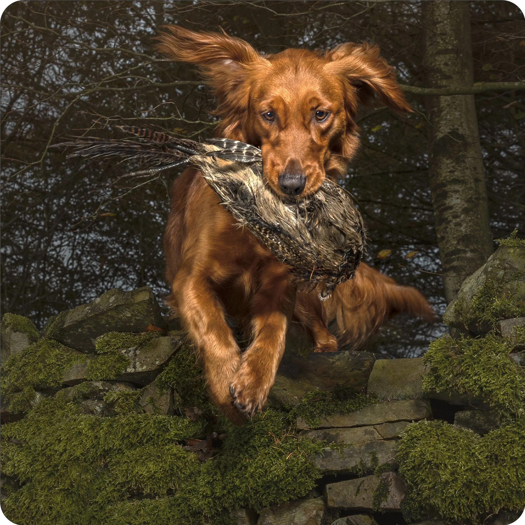 Golden Retriever & Pheasant.jpg