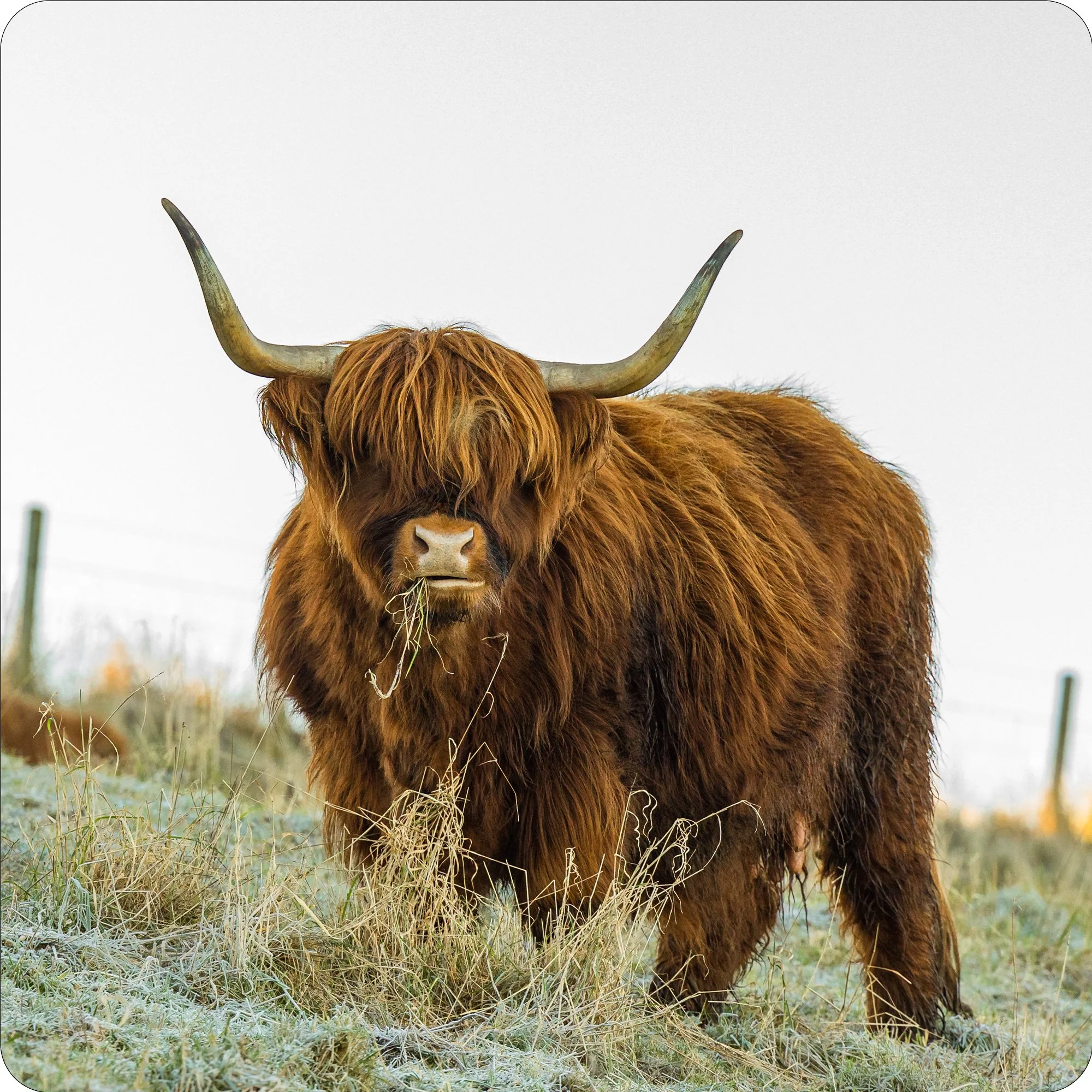 Highland Cow.jpg