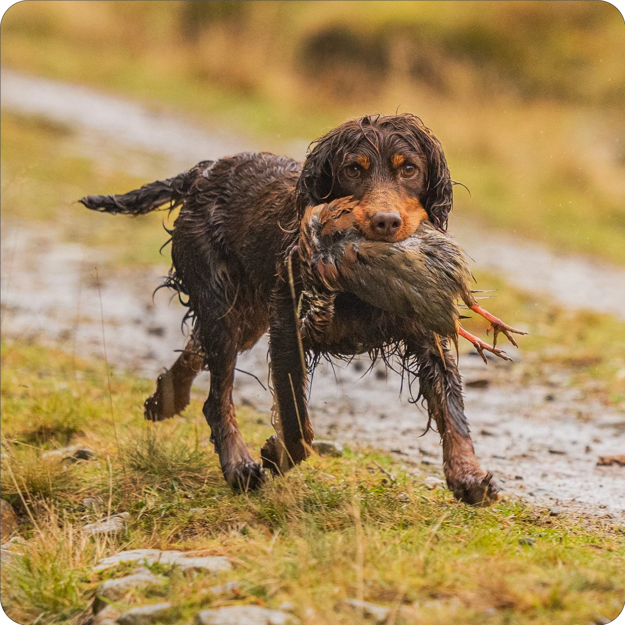 Brown Tan Cocker & Partridge.jpg