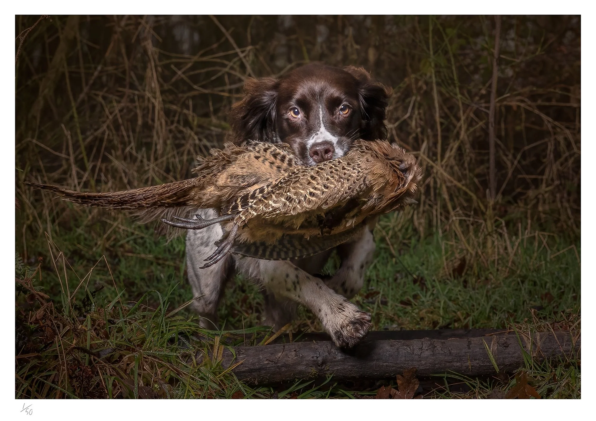 Springer & Pheasant Limited Edition Print