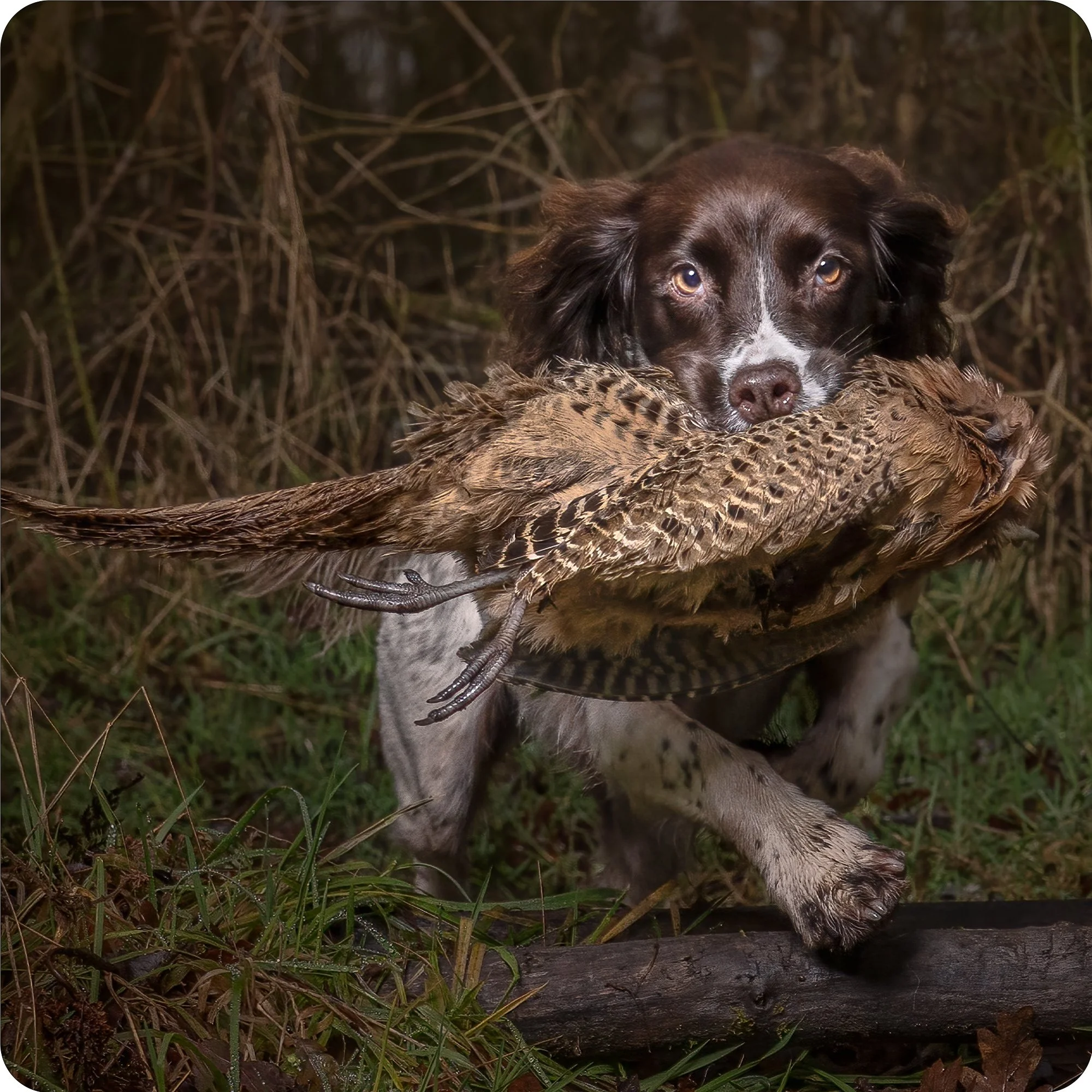 Springer & Pheasant.jpg