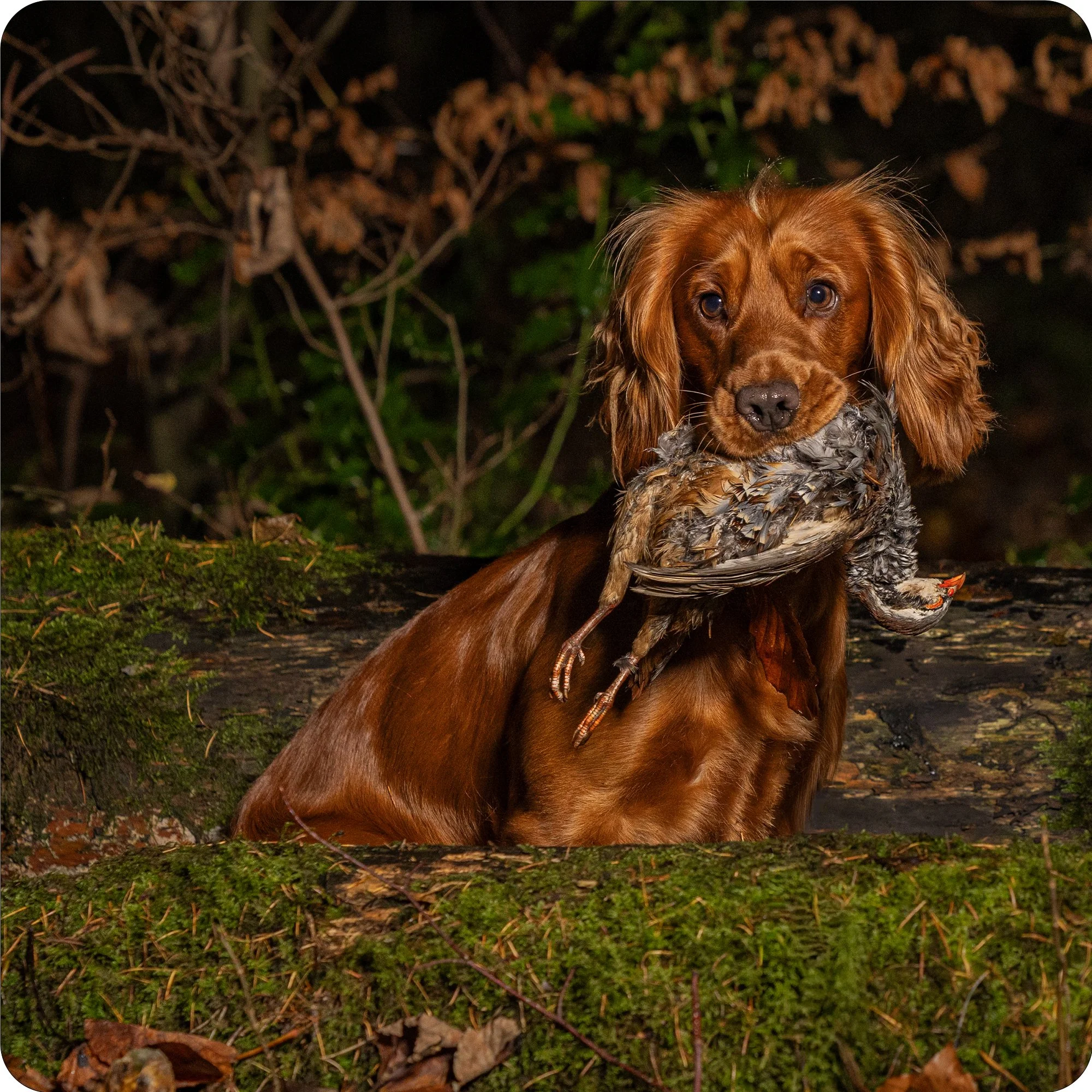 Golden Cocker & Partridge Sitting.jpg