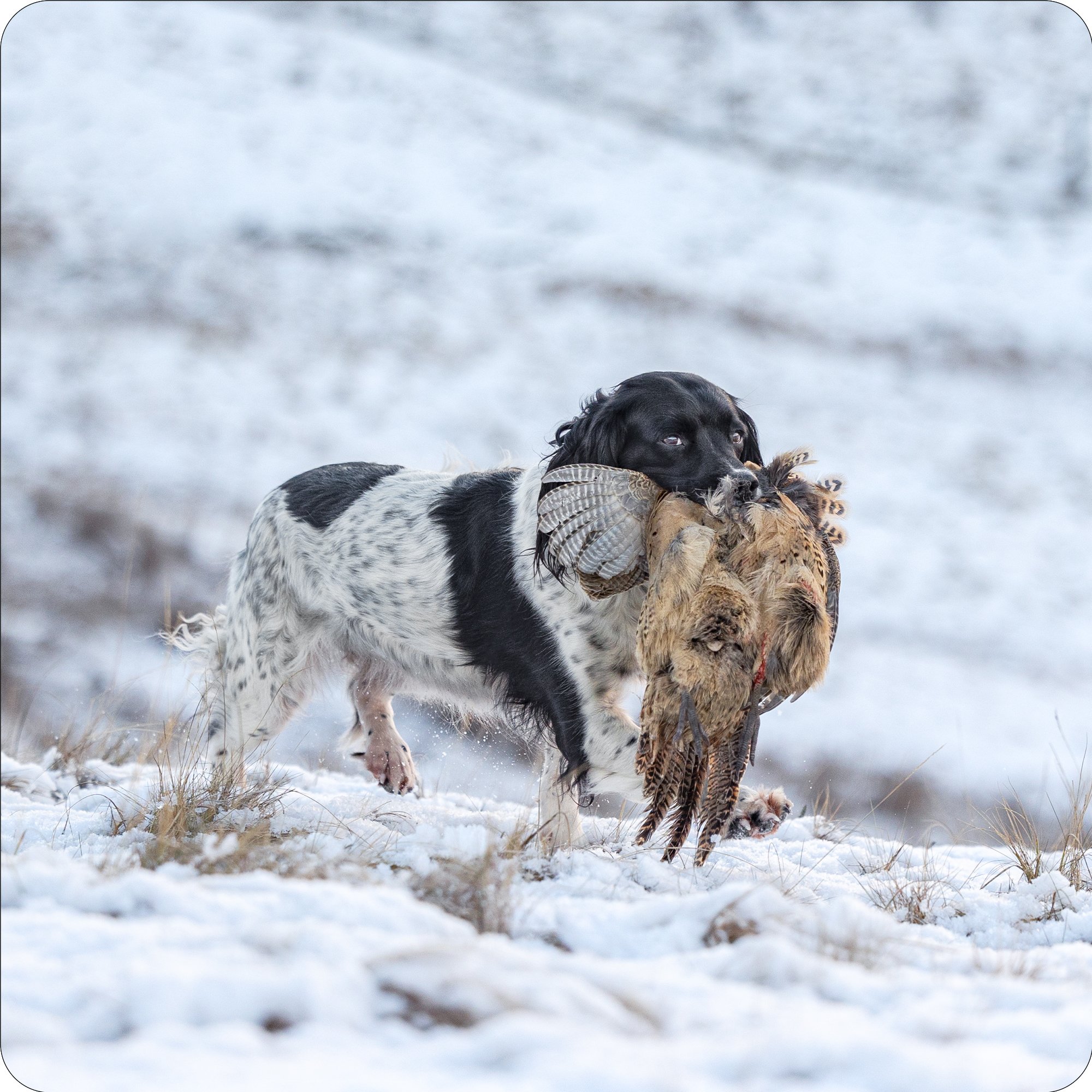 Springer In Snow.jpg