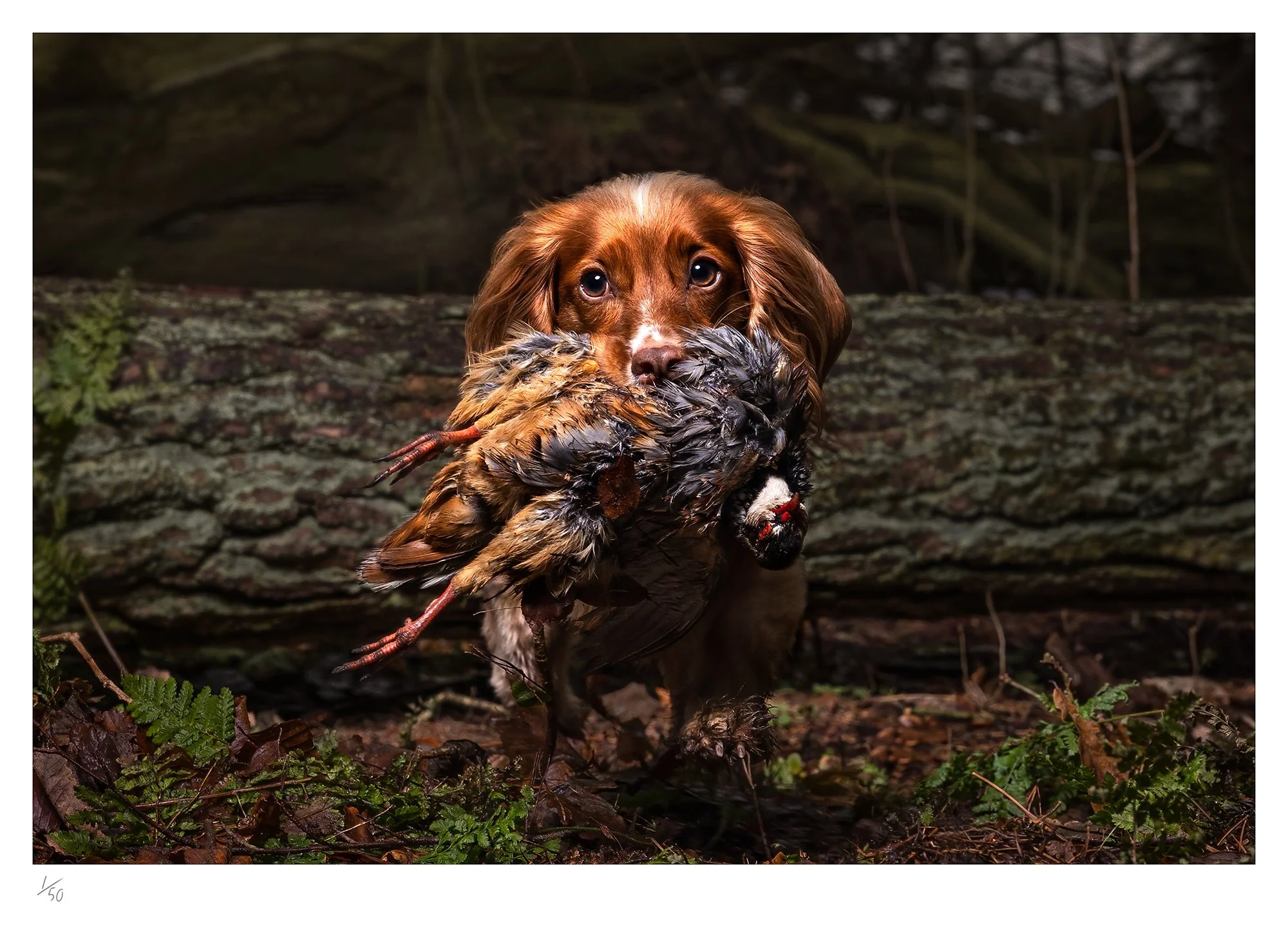 Golden Cocker & Partridge Limited Edition.jpg