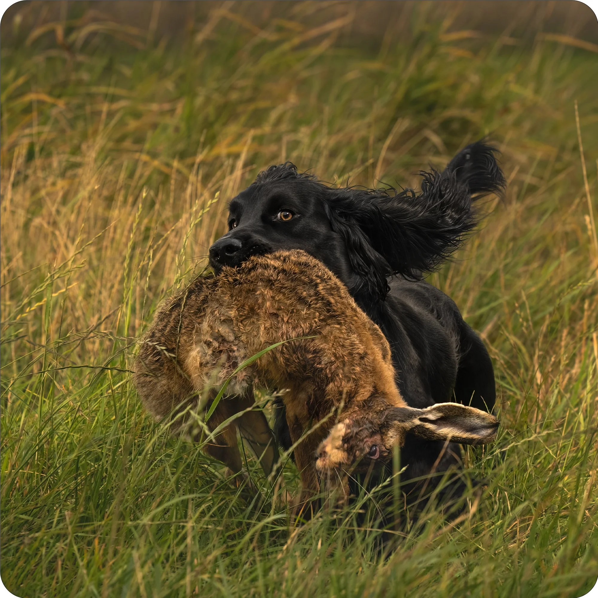 Black Cocker & Hare.jpg