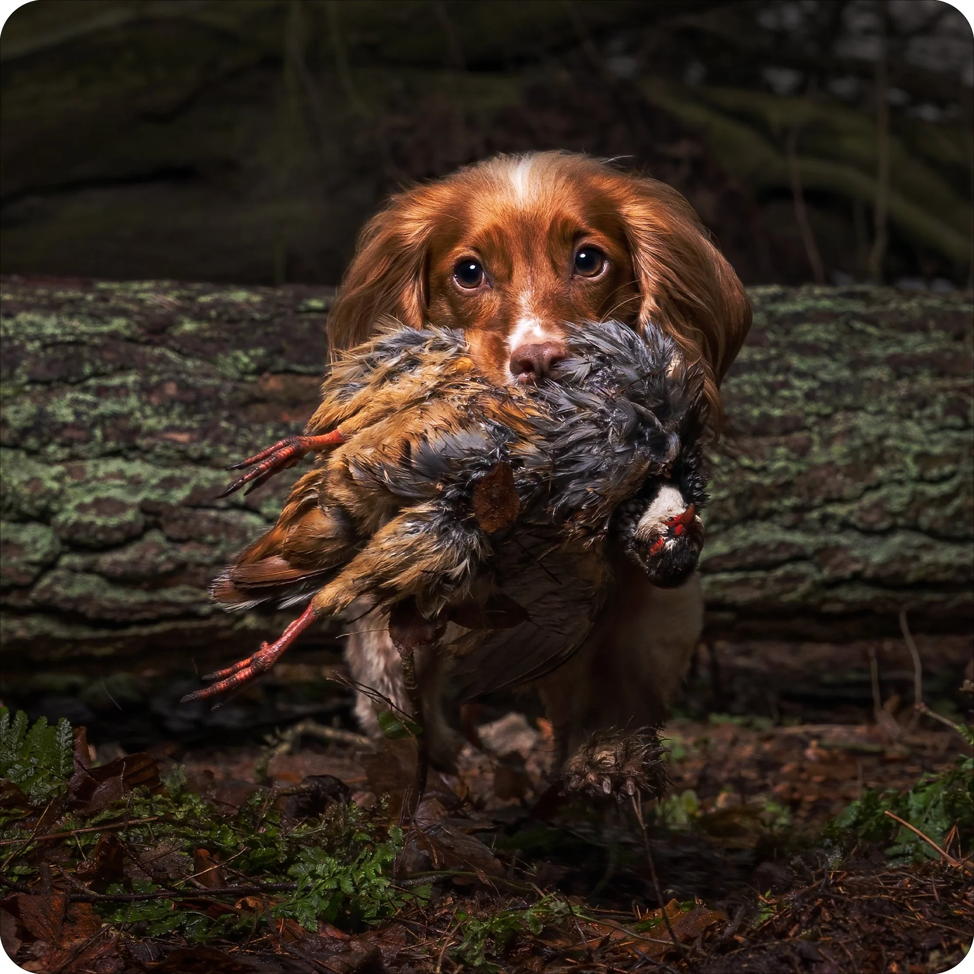 Golden Cocker & Partridge Retrieve.jpg