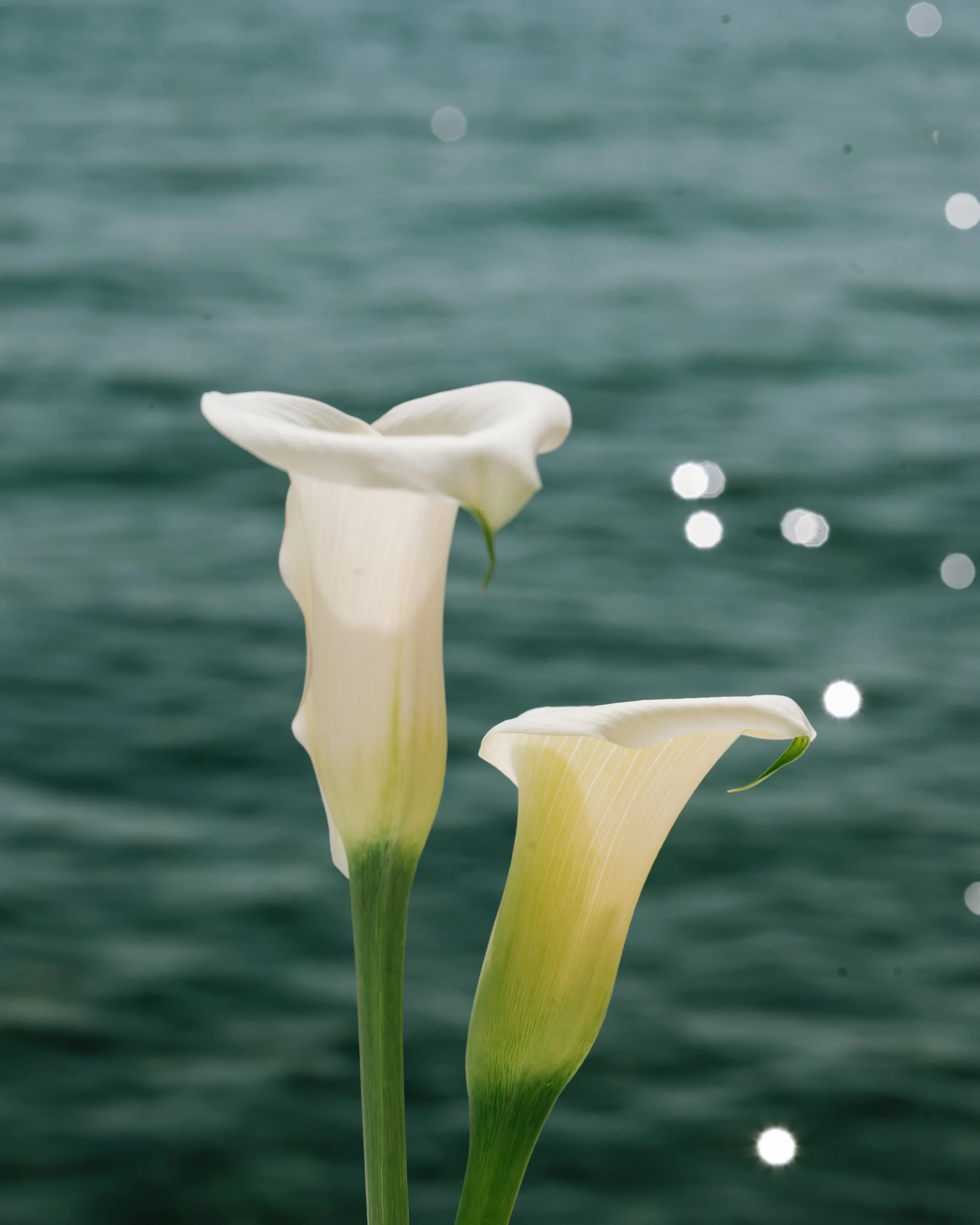 Two white calla lilies with green stems in front of a blurred water background. RebornWeddings Barbara Jerković Golob Hvar Wedding Photographer