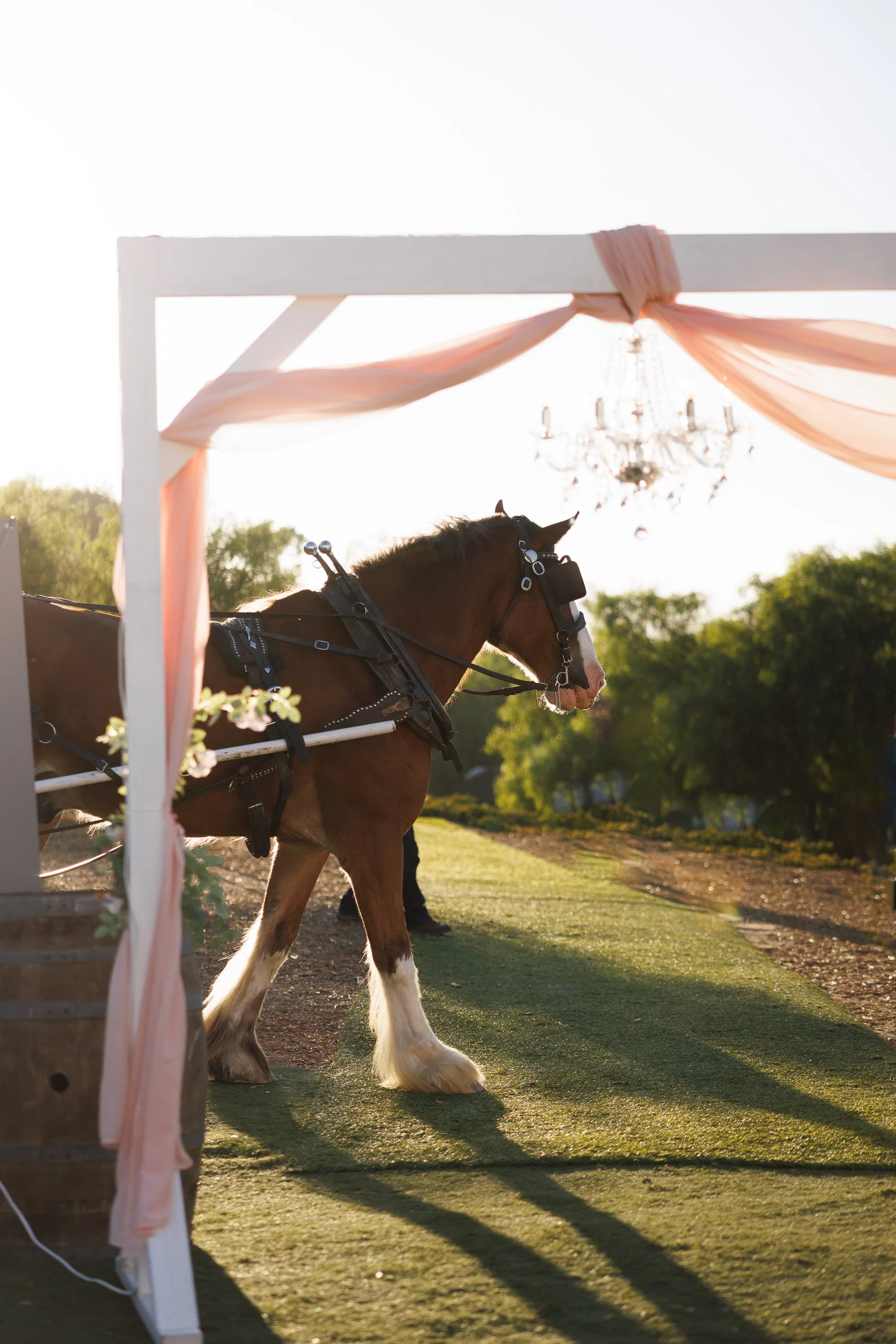A horse standing under a decorated archway with pink fabric and a chandelier, on a grassy pathway during sunset.
