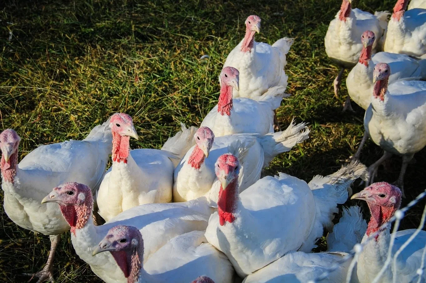 This holiday season, consider checking items off your grocery list while supporting the local community. From locally raised turkeys to freshly pressed cider, this region offers everything you need to make your table shine. Explore these local busine