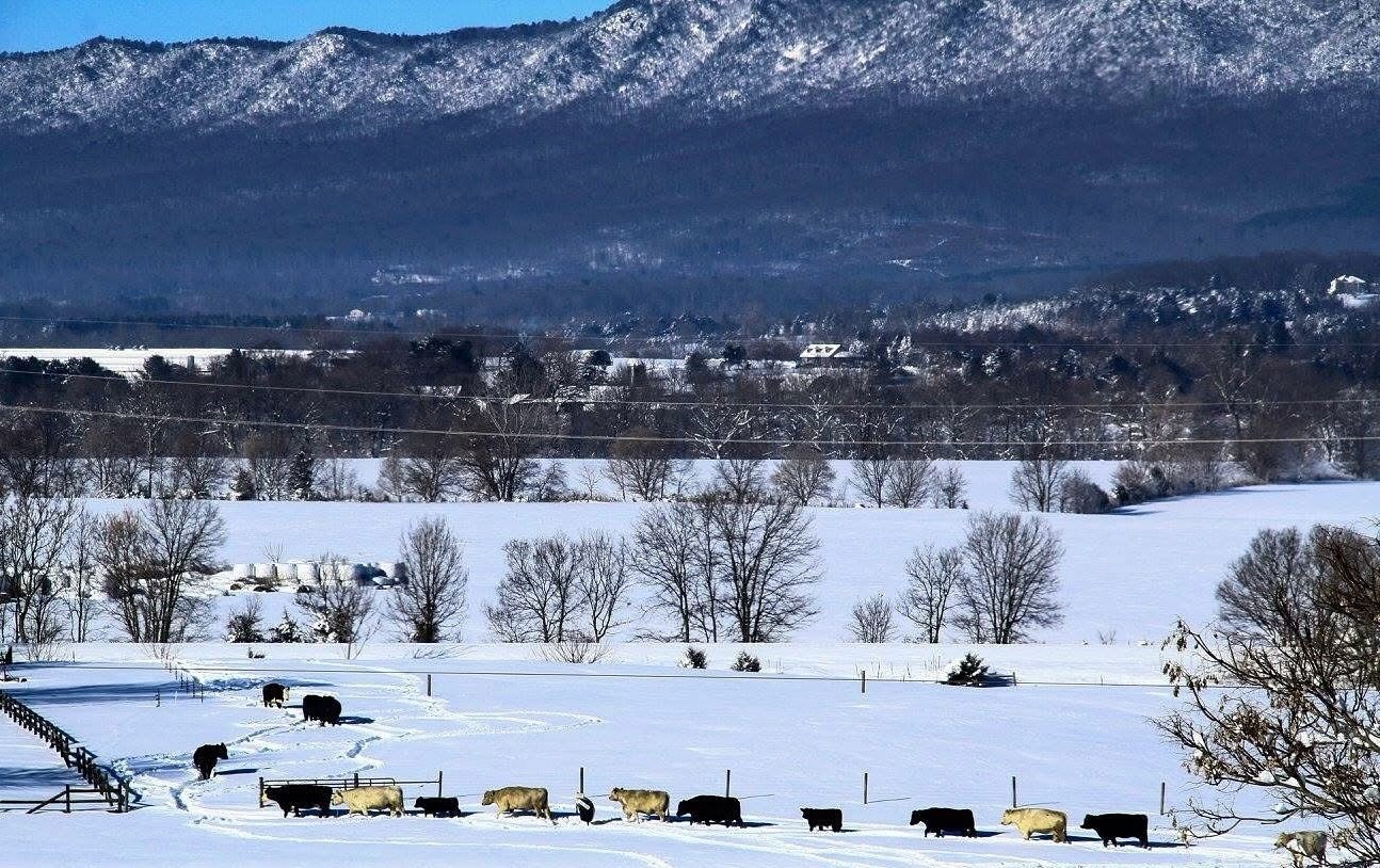 With snow in the forecast, here is a look back to ten years ago when a large blanket of snow covered Rockingham County ❄️ 🐄