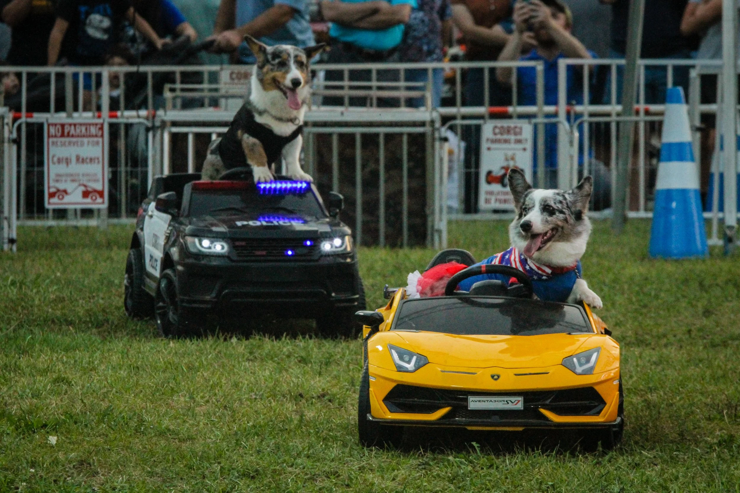 rockingham-county-fair-corgi-races.jpg