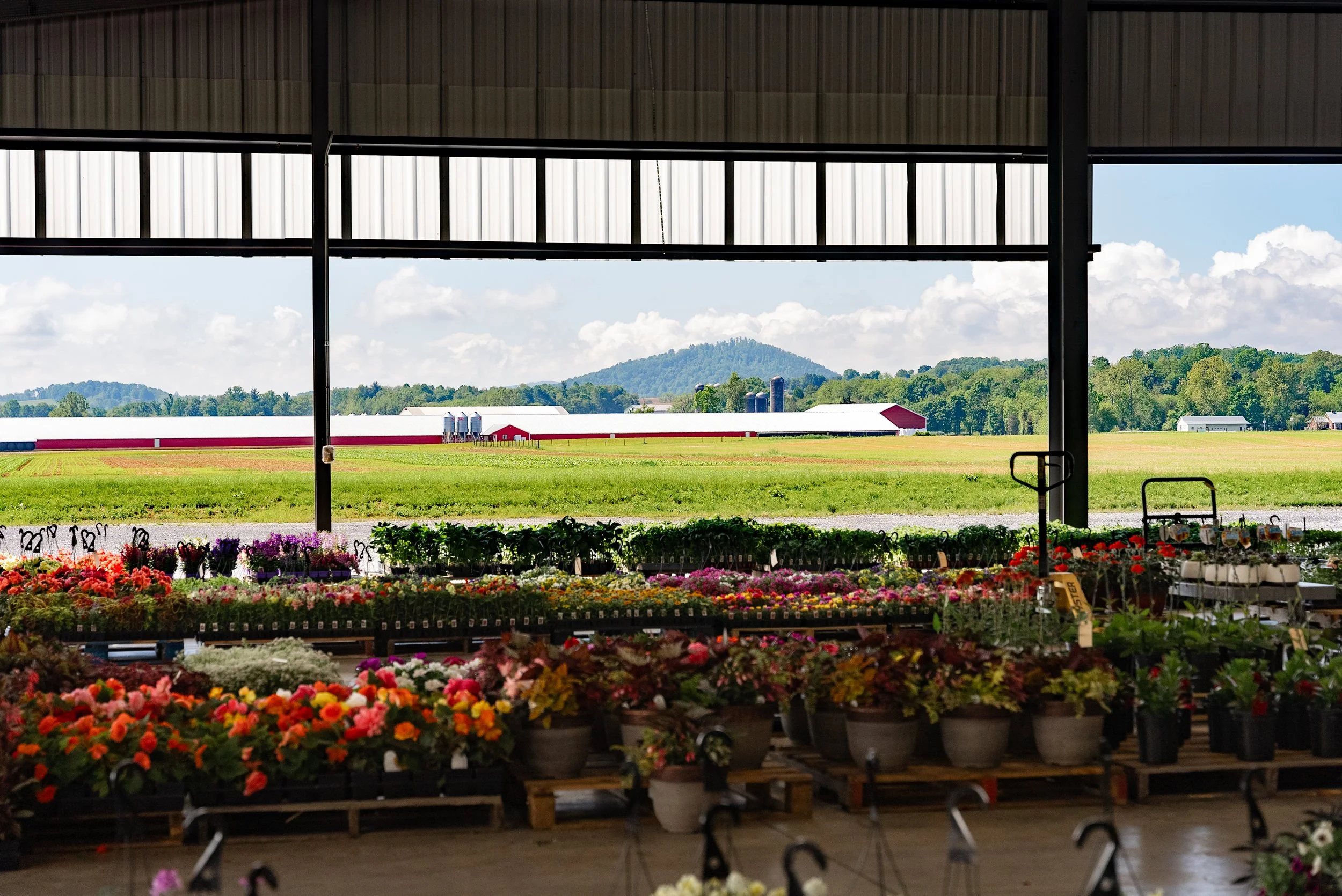 _ SV Produce Auction - Full Res-1007.jpg