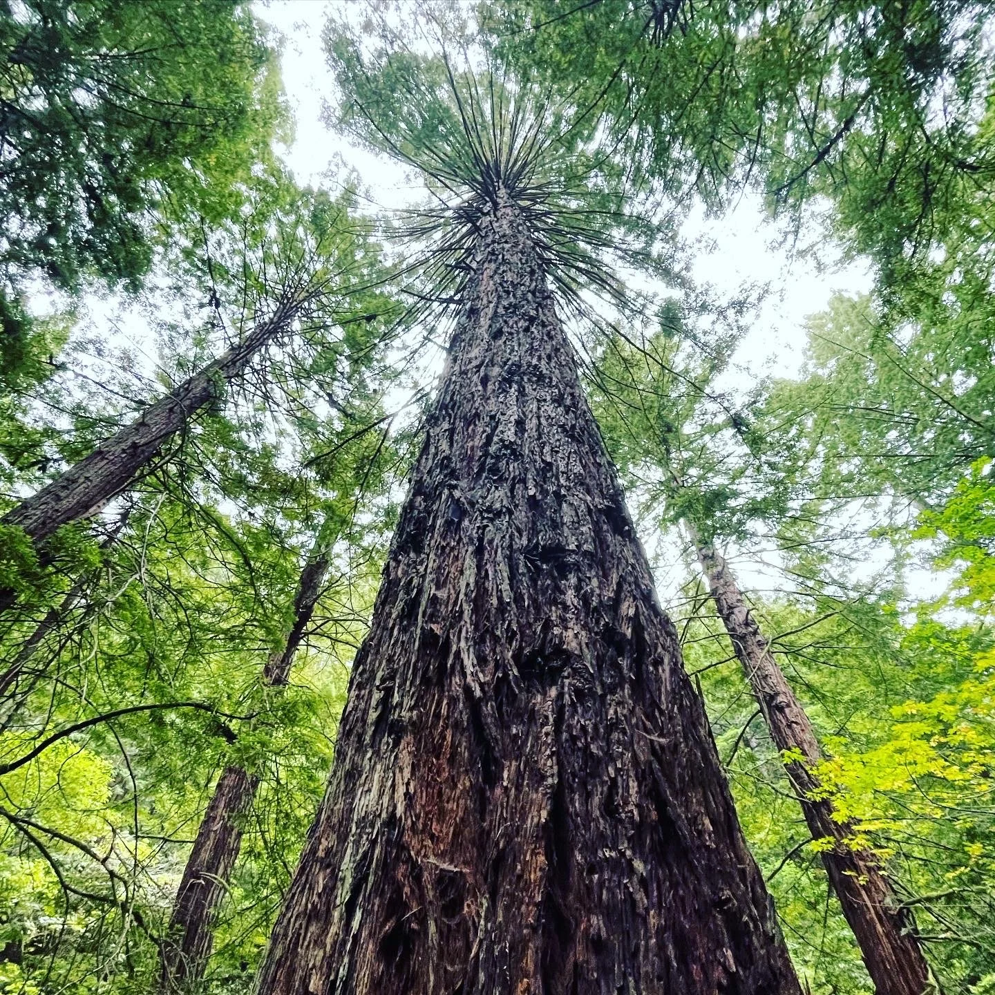 Redwoods Purisima.JPG