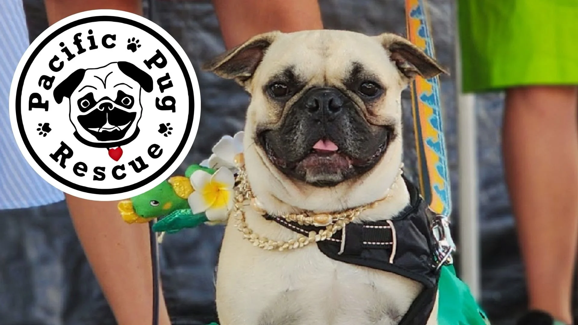 PUGapalooza