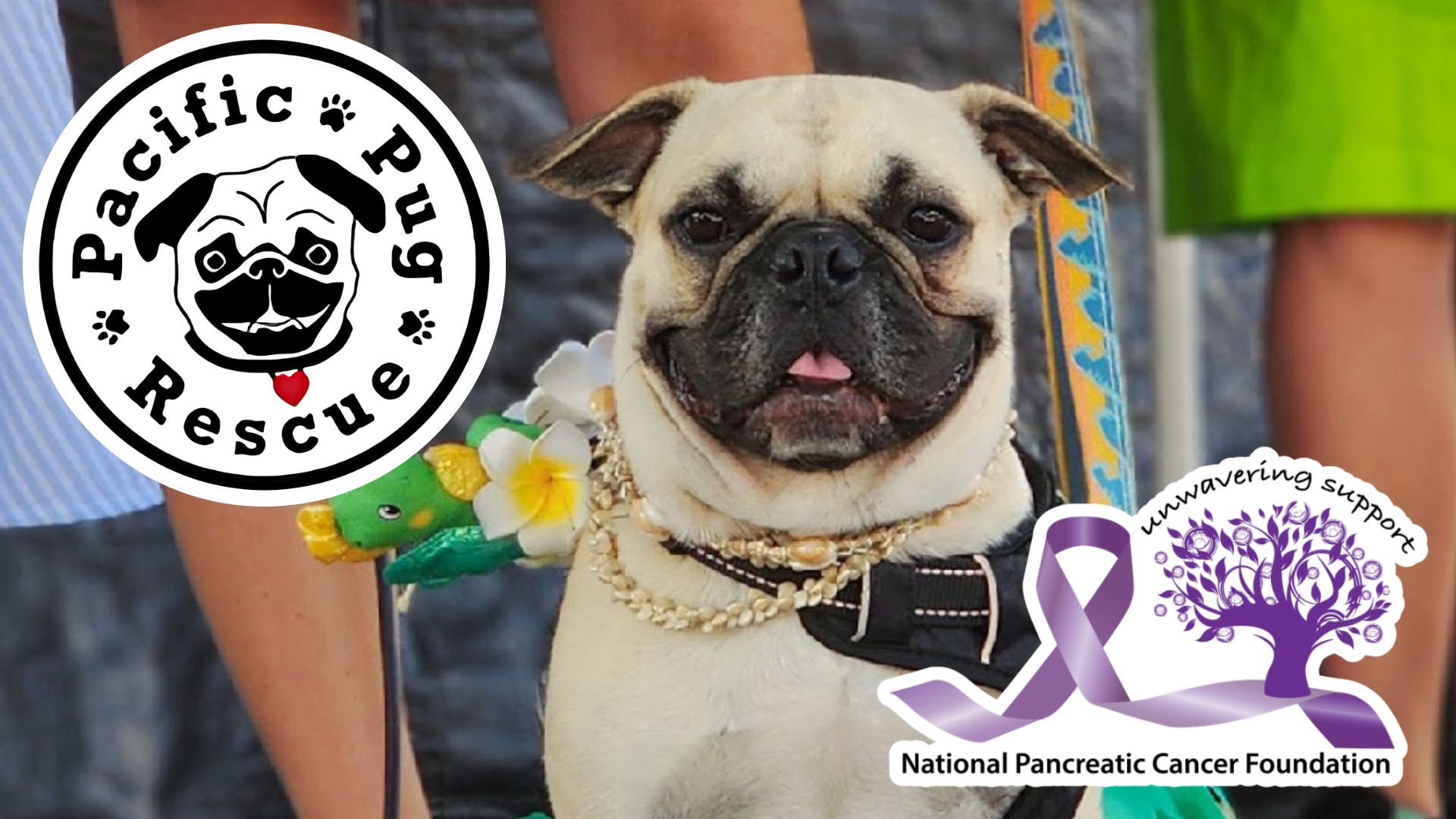 PUGapalooza Presented by the National Pancreatic Cancer Foundation