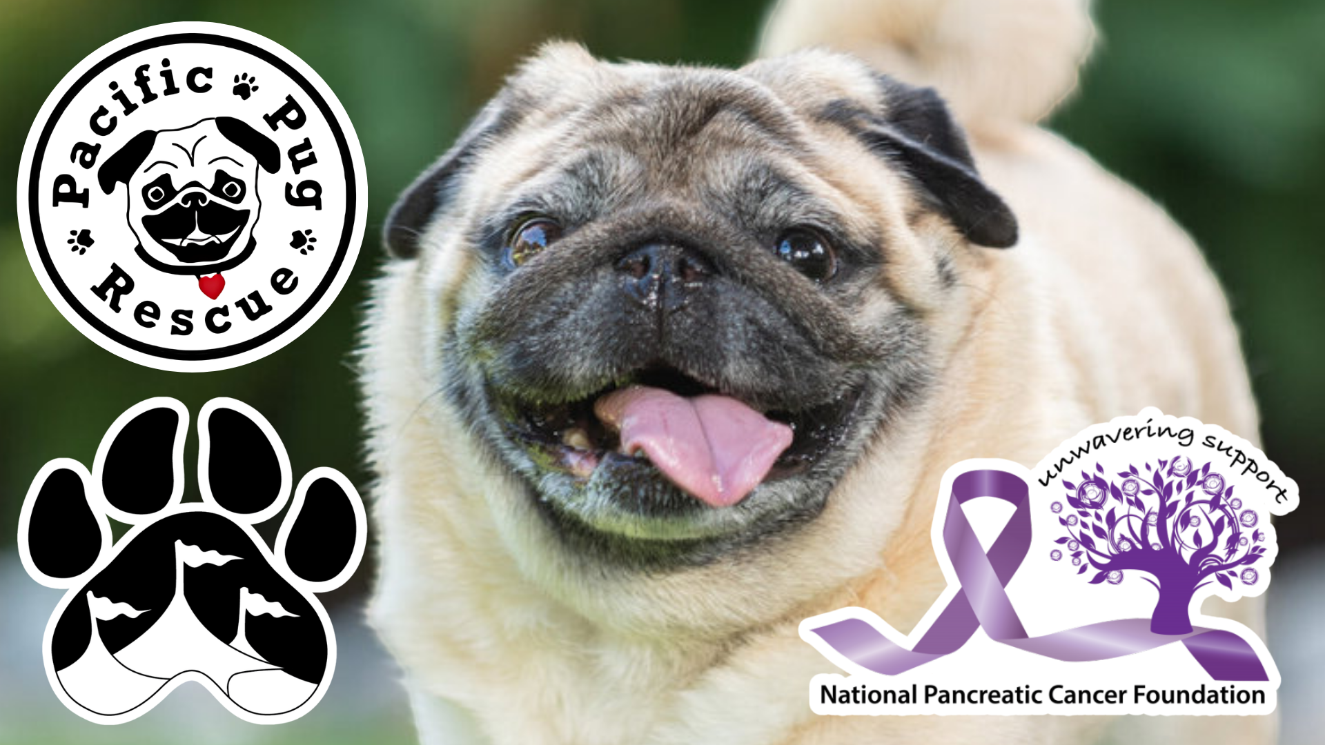 Prettiest Pug Pageant Online Registration