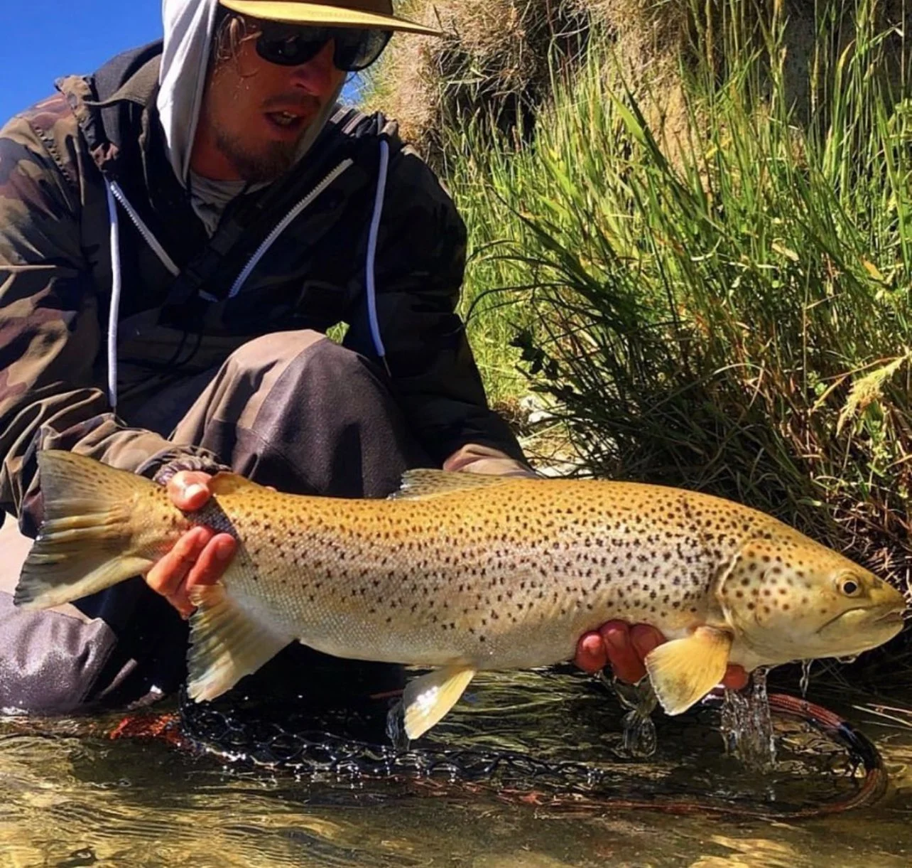 Brown trout, Fly fishing, dry flies