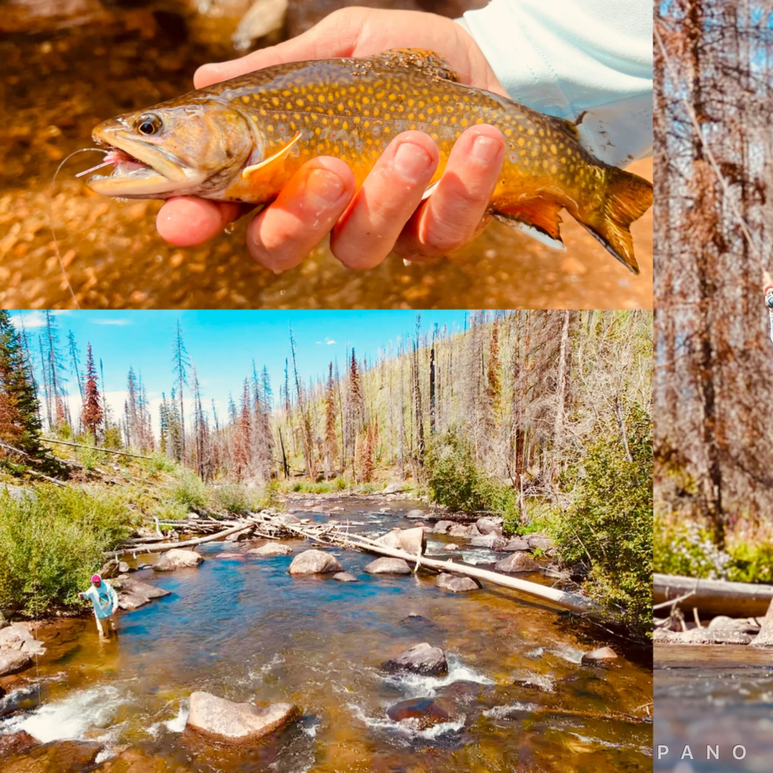Navigating Tight Spaces: Fly Fishing Techniques for Streams and Creeks ...