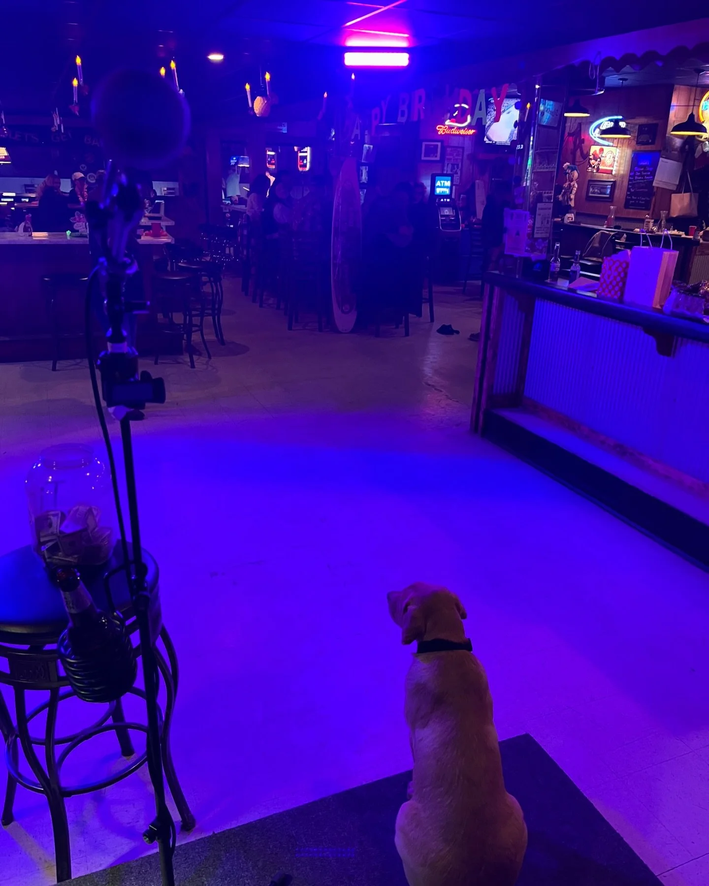 Tonight I&rsquo;ll be jamming in Richmond, IN at @firehousebbqandblues 6-9pm🎶
Come get some delicious bbq and hear some new tunes! 
Ps- Bud the doggie will not be there tonight, but he was being extremely cute last night hanging on stage with me whi