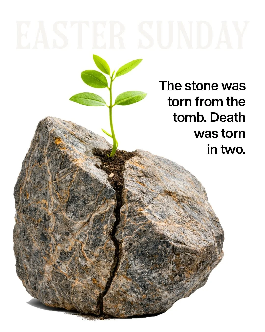 THE STONE WAS TORN FROM THE ENTRANCE OF THE TOMB! HE&rsquo;S ALIVE!