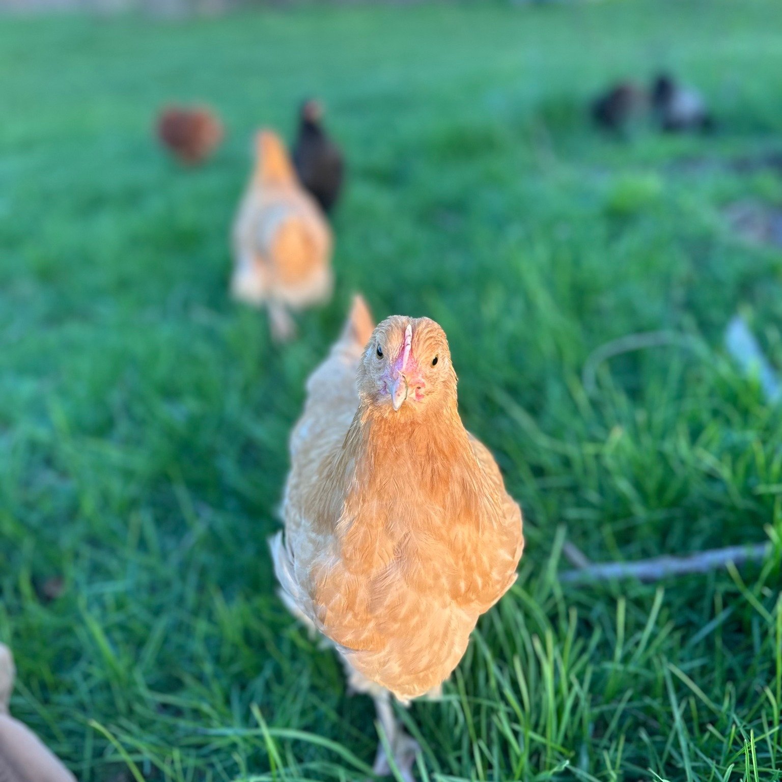 🚨CHICK ALERT🚨

🐣🐔 - CHICKens, that is. The new flock has learned to roost, made friends with the older gals, and are slowly expanding their daily grazing zone. They'll be bugging us at snack time in the shop soon enough 😆  Come take a class and 