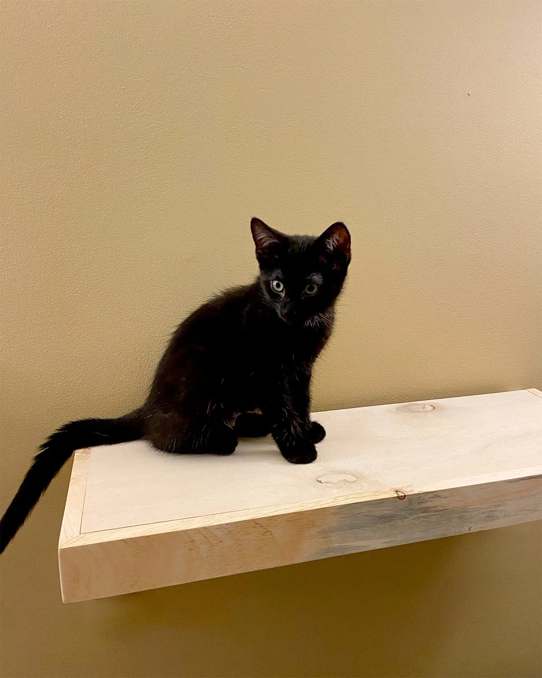 NEW CLASS! 💥 Build a Floating Shelf &middot; February 26-27

Floating shelves seem to be mysteriously suspended on walls, but we&rsquo;ll break down the ins and outs of supporting a shelf without visible brackets. In this class we teach you how to b