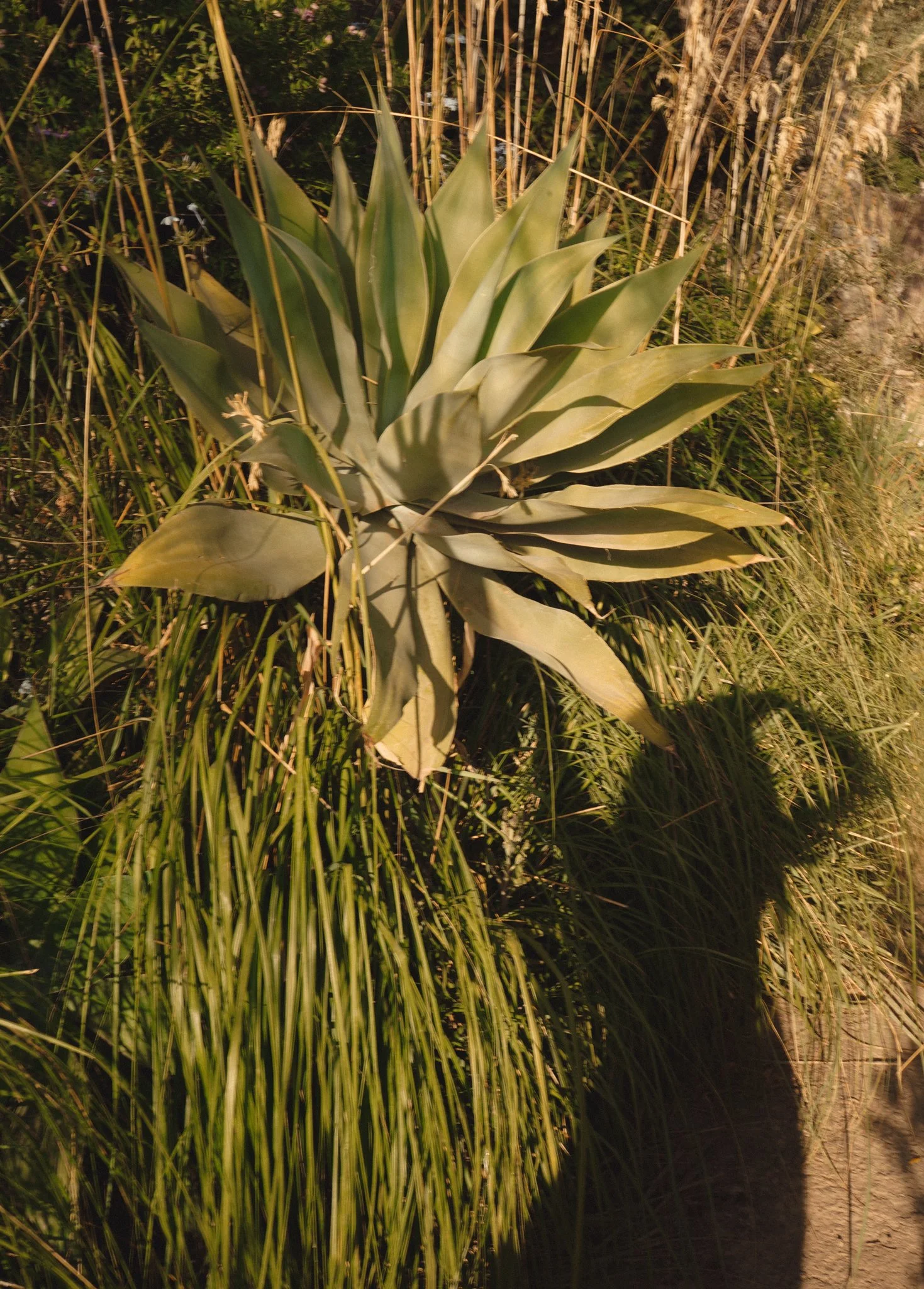 3 Herbal Remedies for Anxiety