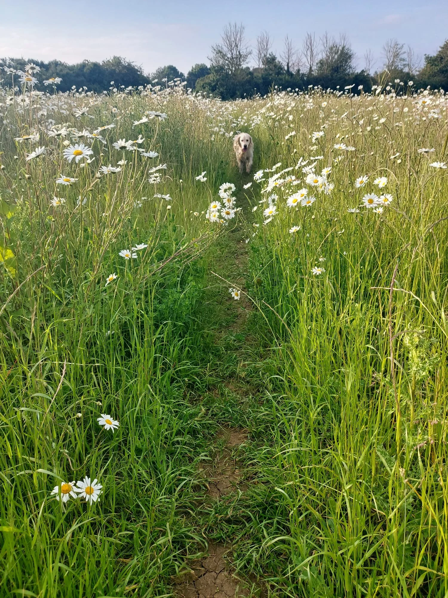 axel daisies.jpg