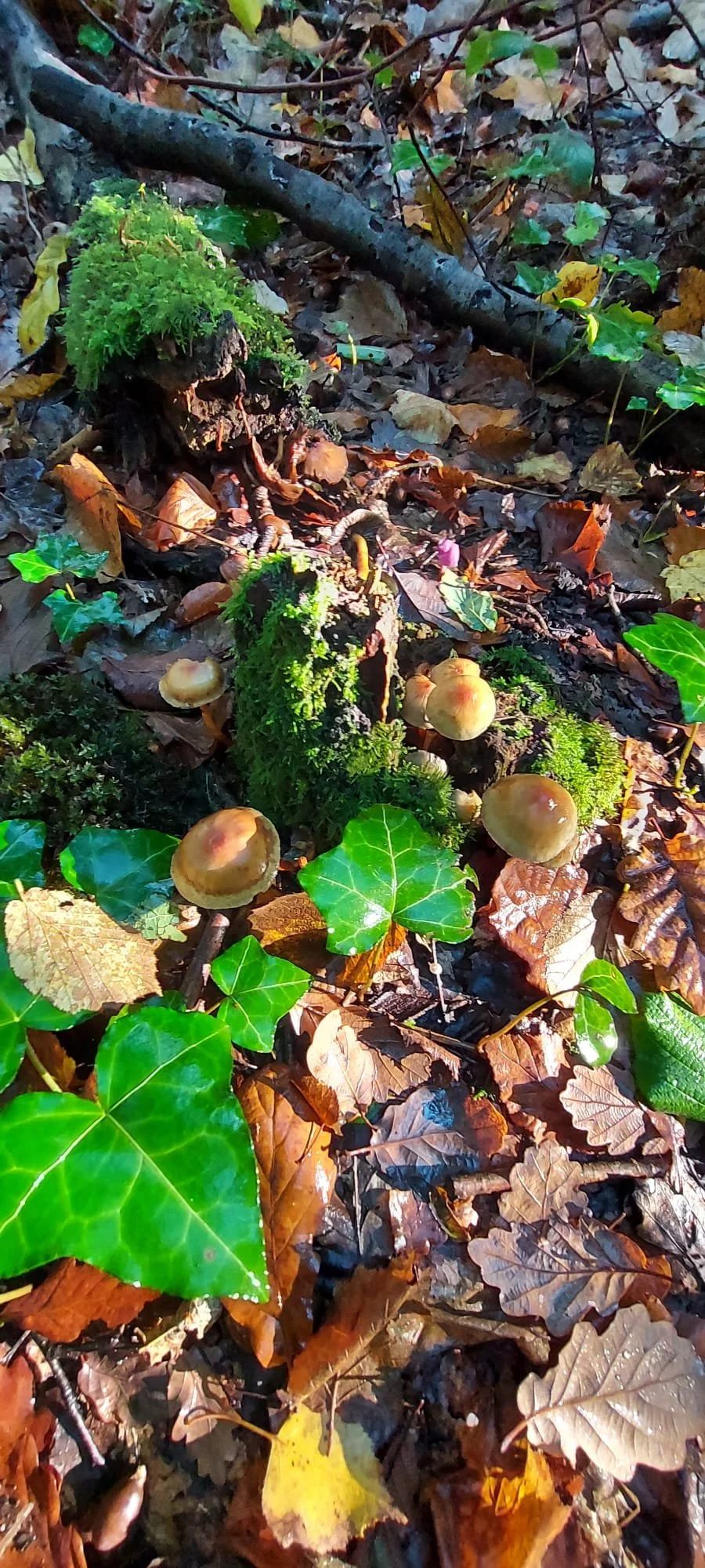 WhatsApp Image 2023-11-30 at 18.36.34.jpeg