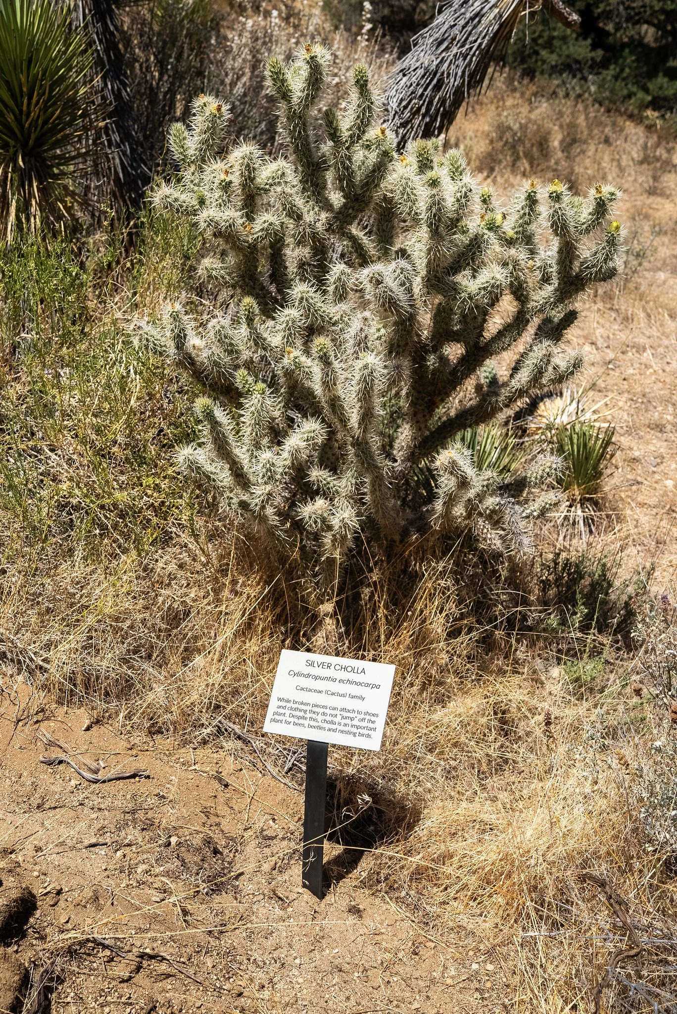 54637732747_b0f171fd88_k.jpg