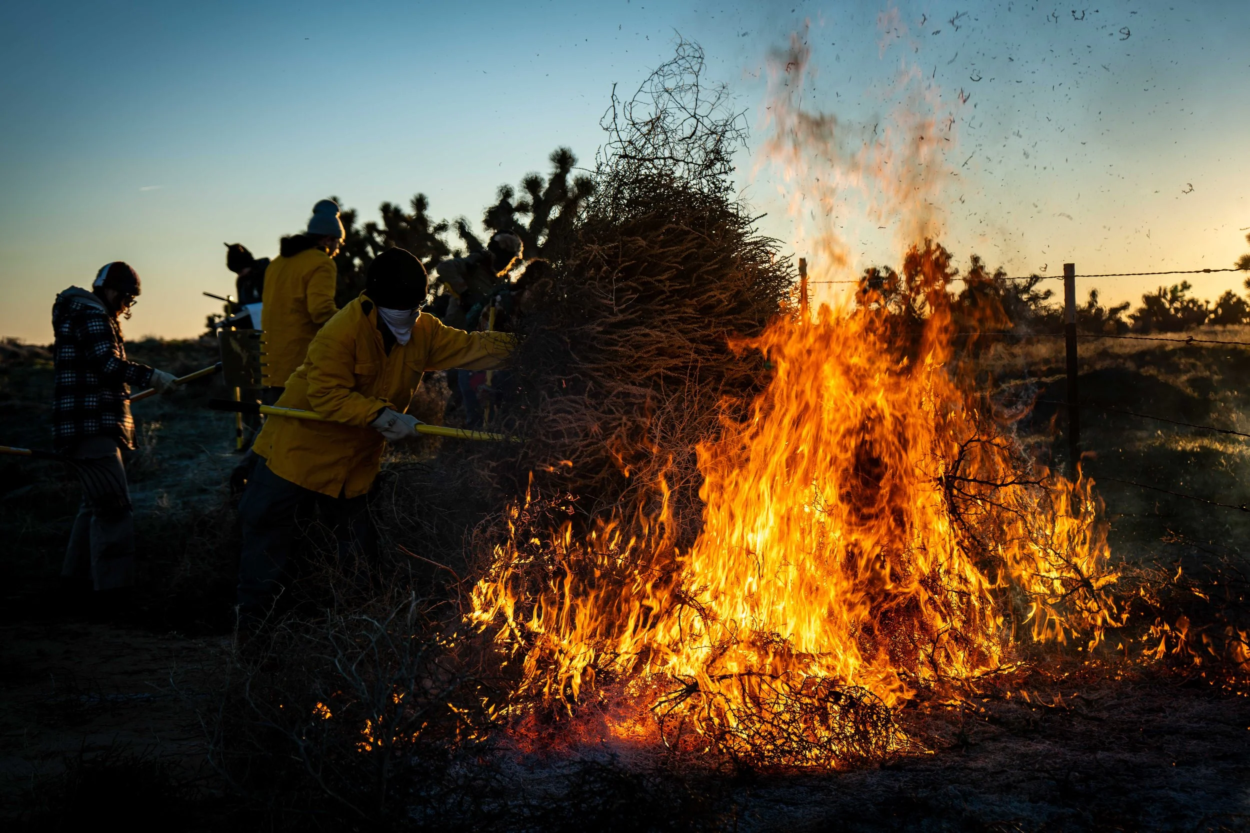 Using Prescribed Fire to Safeguard the Western Joshua Tree from Wildfire