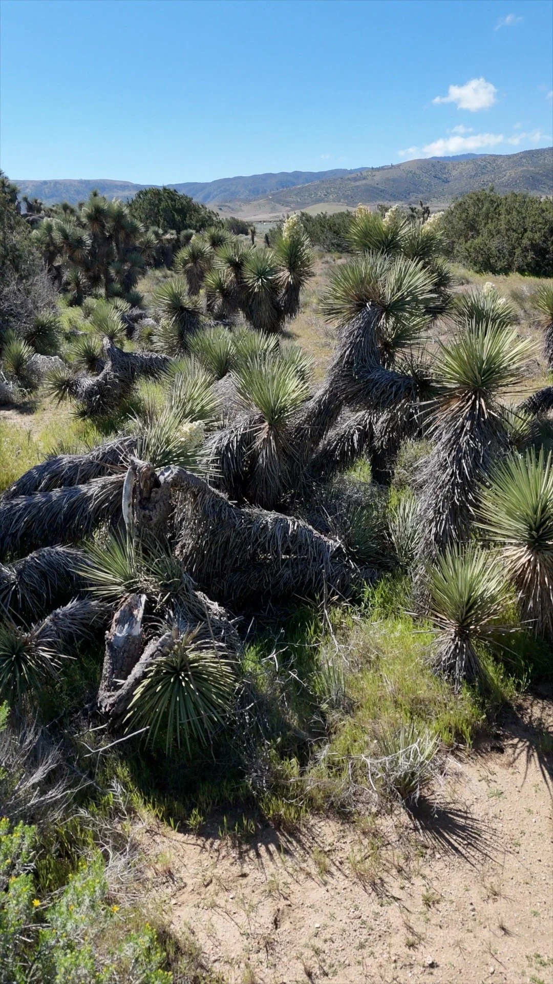 Joshua_Tree_Freezeframe_2.jpg