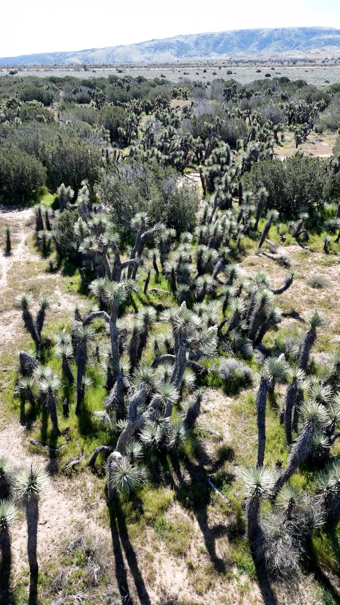 Joshua_Tree_Freezeframe_1.jpg