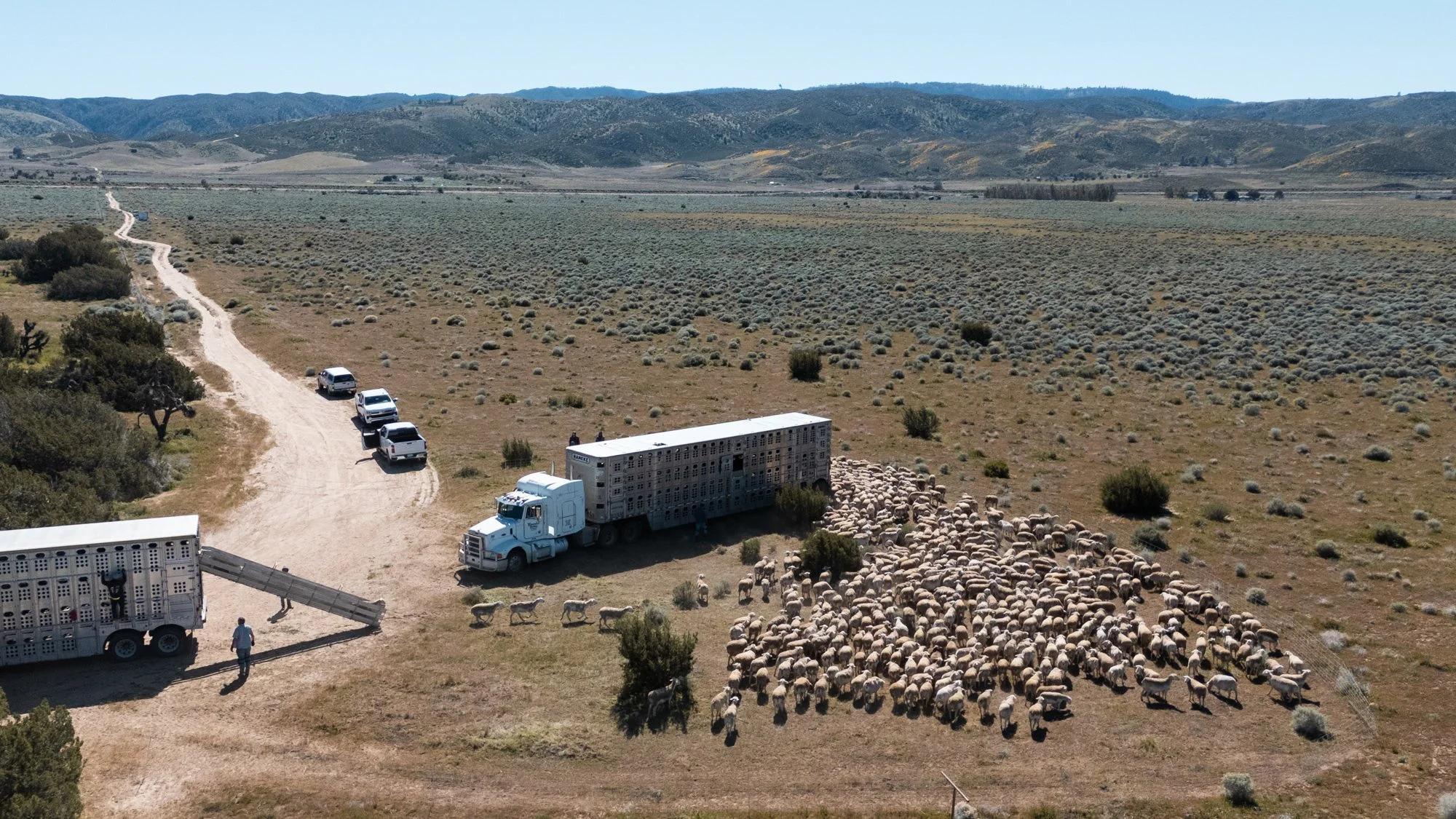 Targeted Sheep Grazing: A Natural Solution for Desert Fire Mitigation