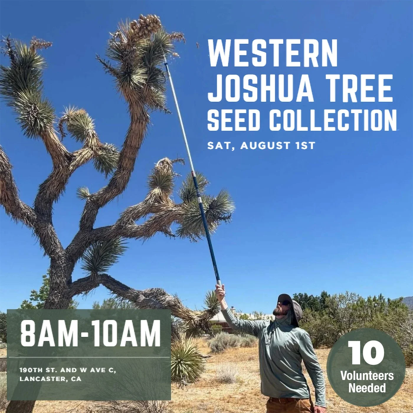 Volunteer Day: Western Joshua Tree Seed Collection