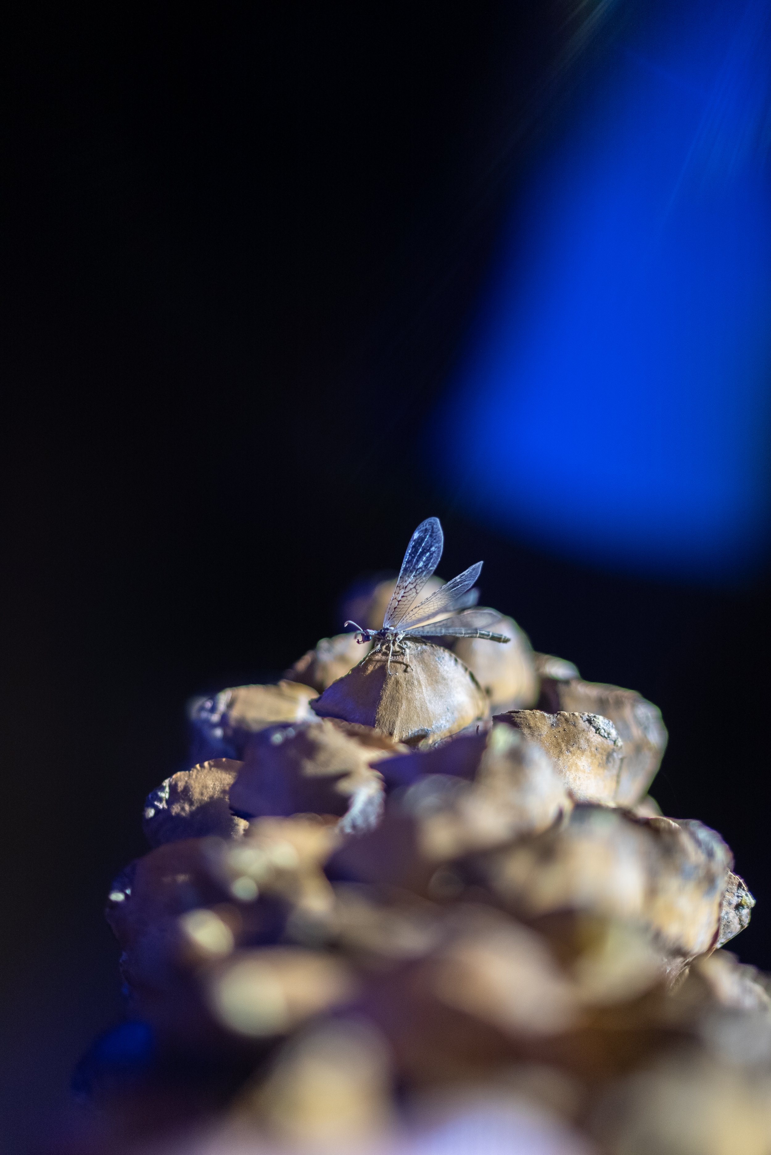 THC_Biodiversity_090625_024.JPG