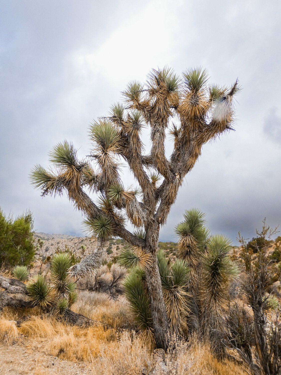 1_LAT_ 34.408734 LON_ -117.620123_.JPG