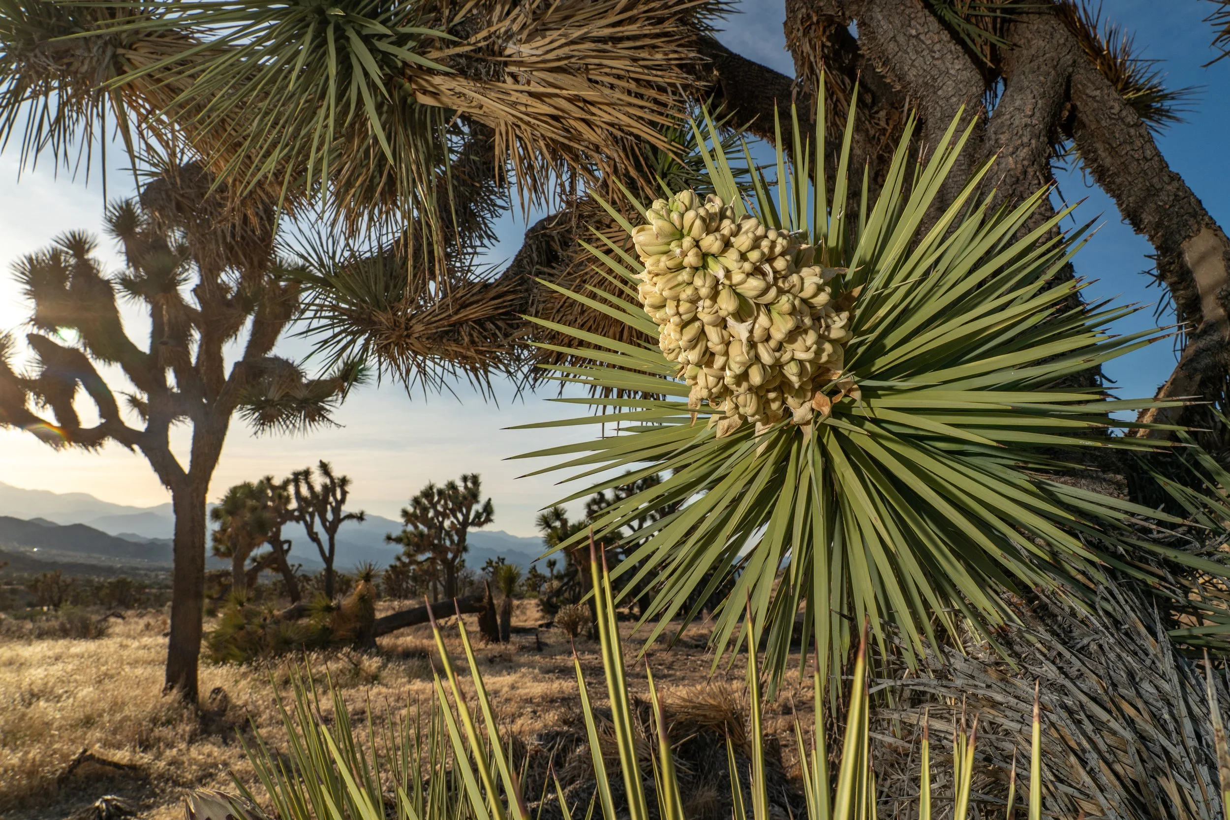A Western Joshua tree in bloom in the Mojave Desert.