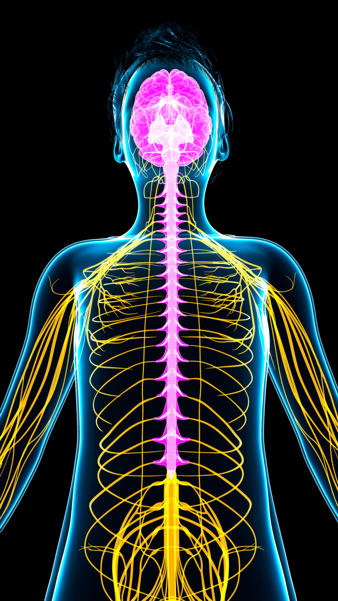 Parasites may impair vagal tone through inflammatory disruption which disrupts rest and digest nervous system recovery root cause healing with nik heartsong image of electrical vagus nerve pathway connecting gut and brain