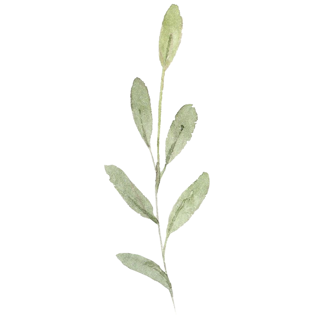 leaf branch to represent growth when organizing and peace of mind