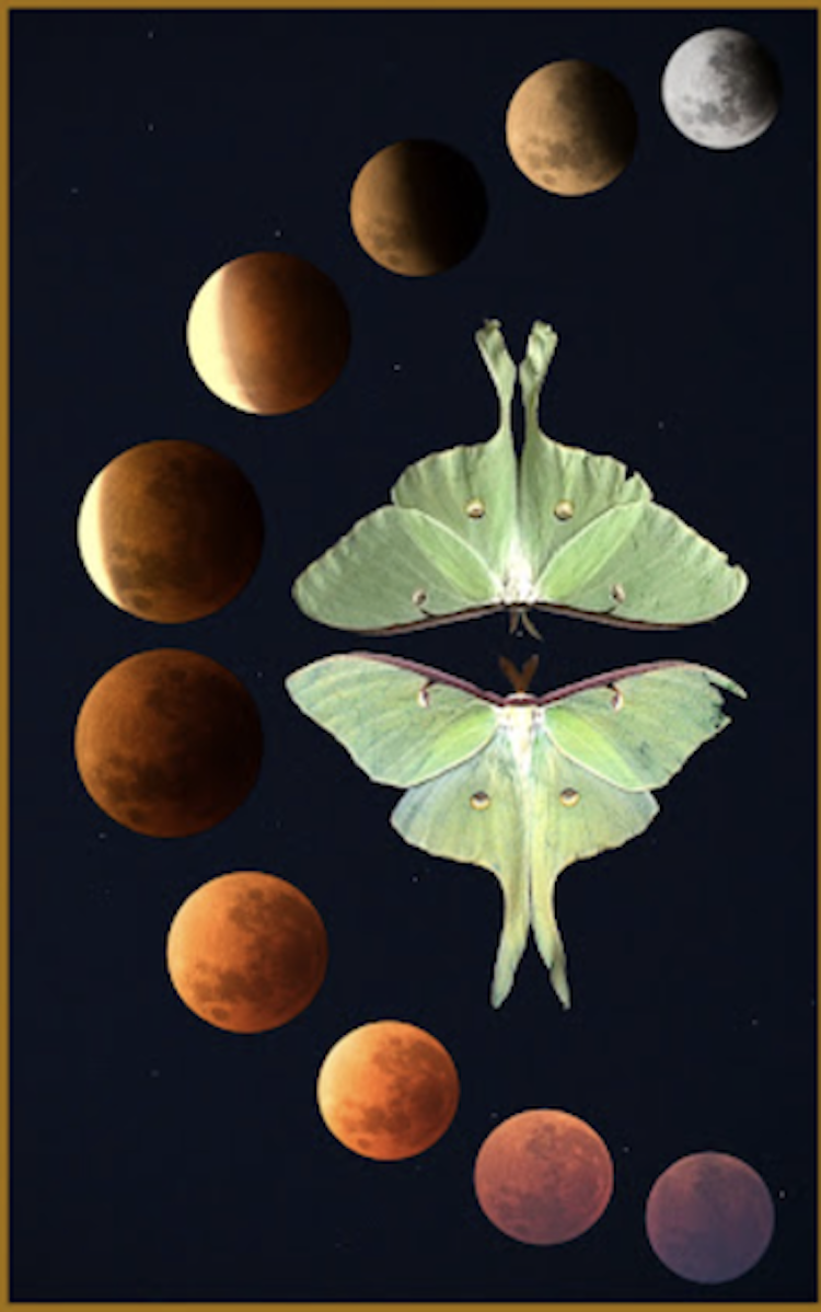 Mer_Discovering SoulCollage®_card.jpeg..png