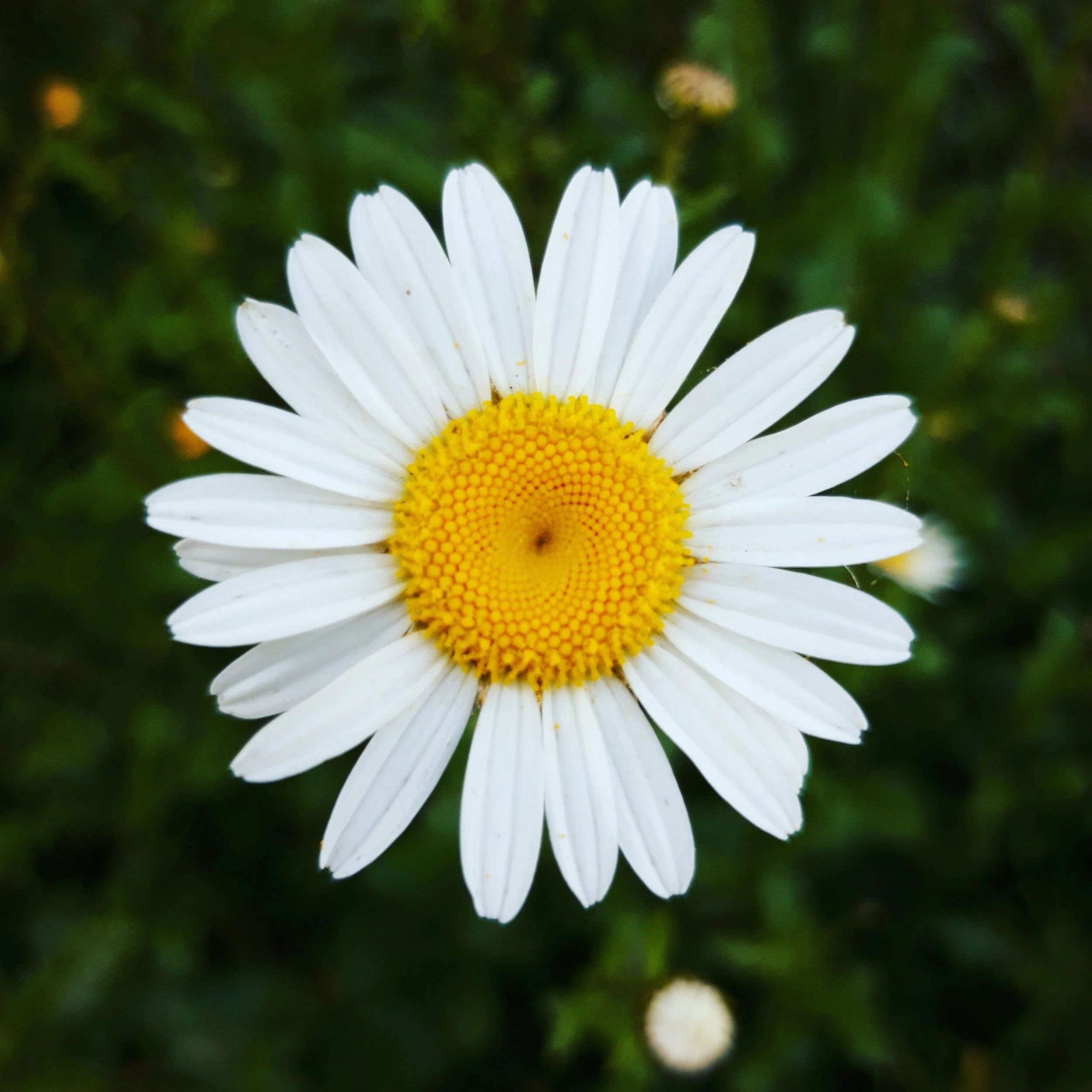 Heart Space at the Daisy Dash