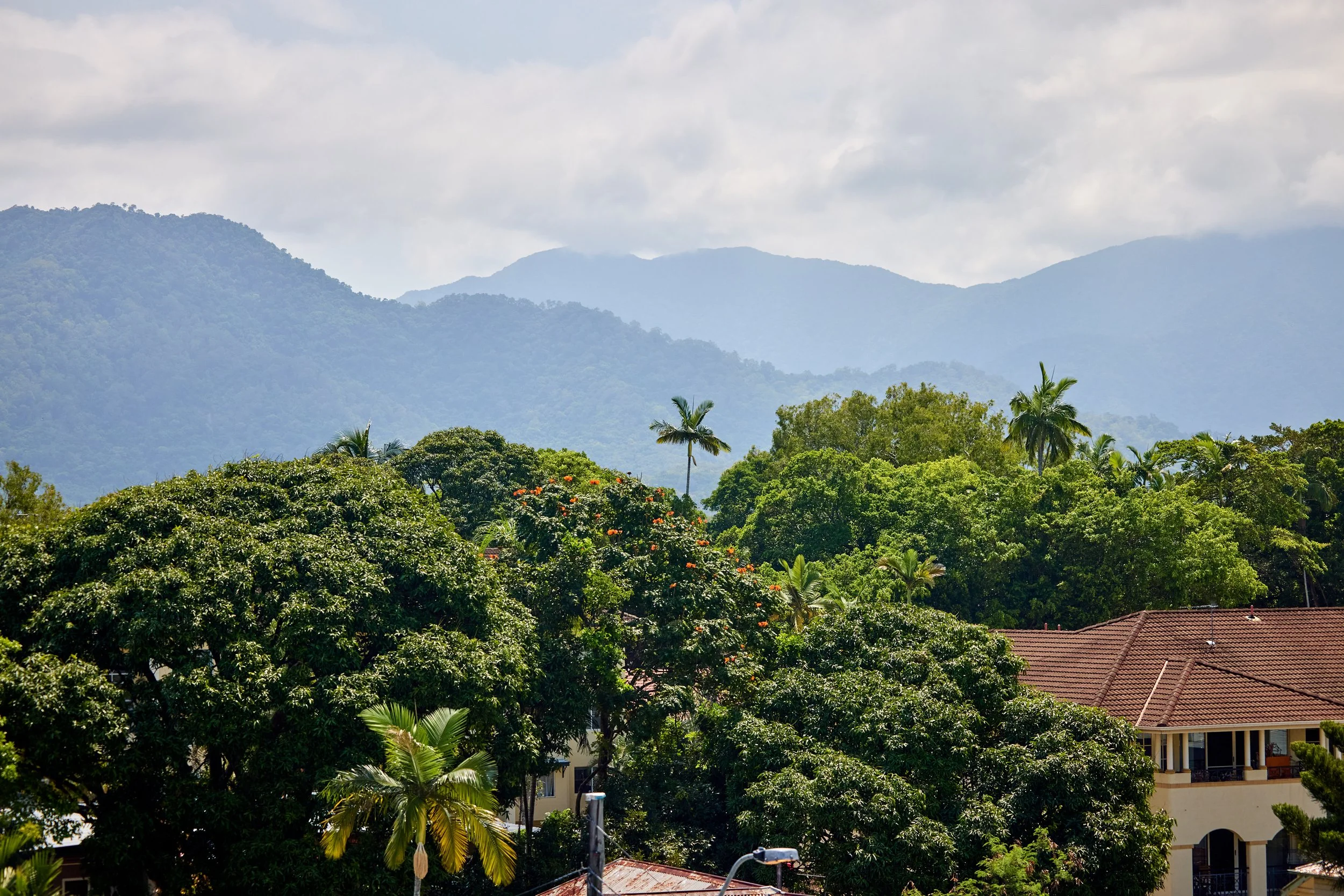 View of treetops and mountains.jpg