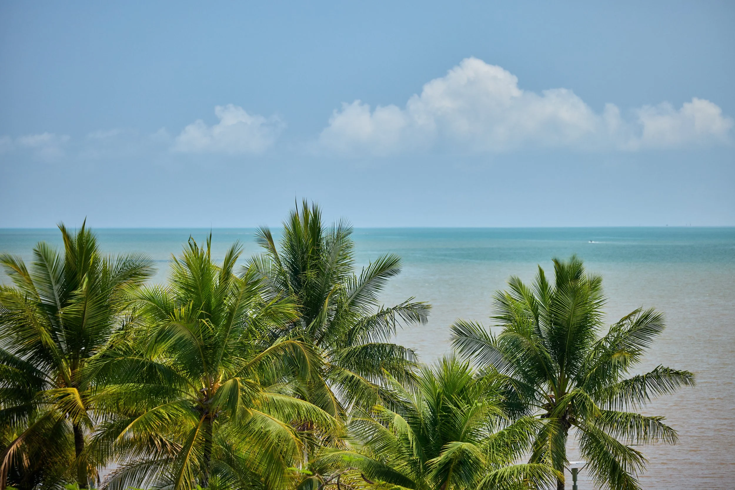 Palm Trees and the waters of the bay.jpg