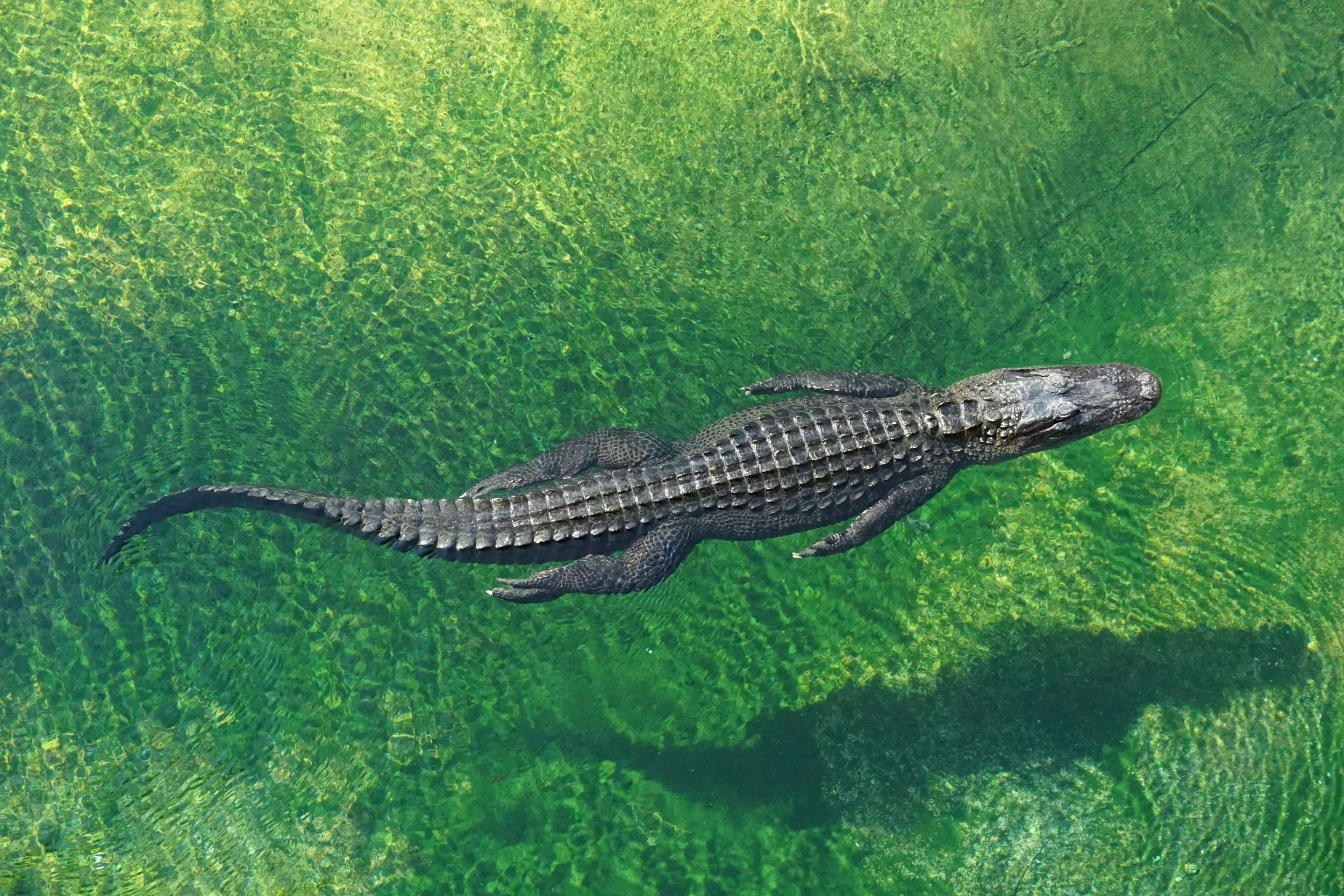 A close-up shot of an alligator or crocodile submerged in a dark body of water, with only its head, eyes, and armored snout visible above the surface