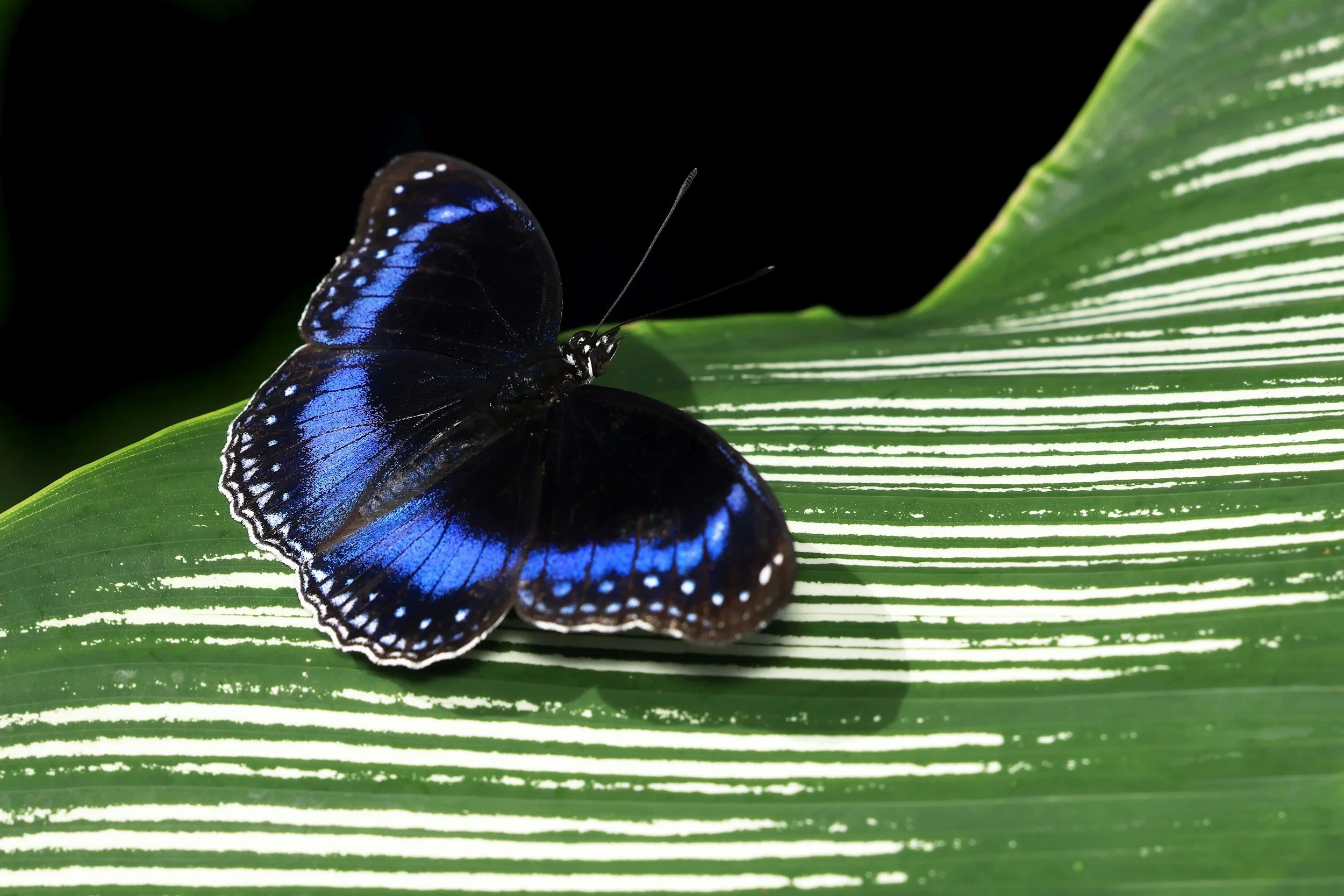 A Blue-banded Eggfly butterfly. Native to Australia and Melanesia. Australian Butterfly Sanctuary, Kuranda.