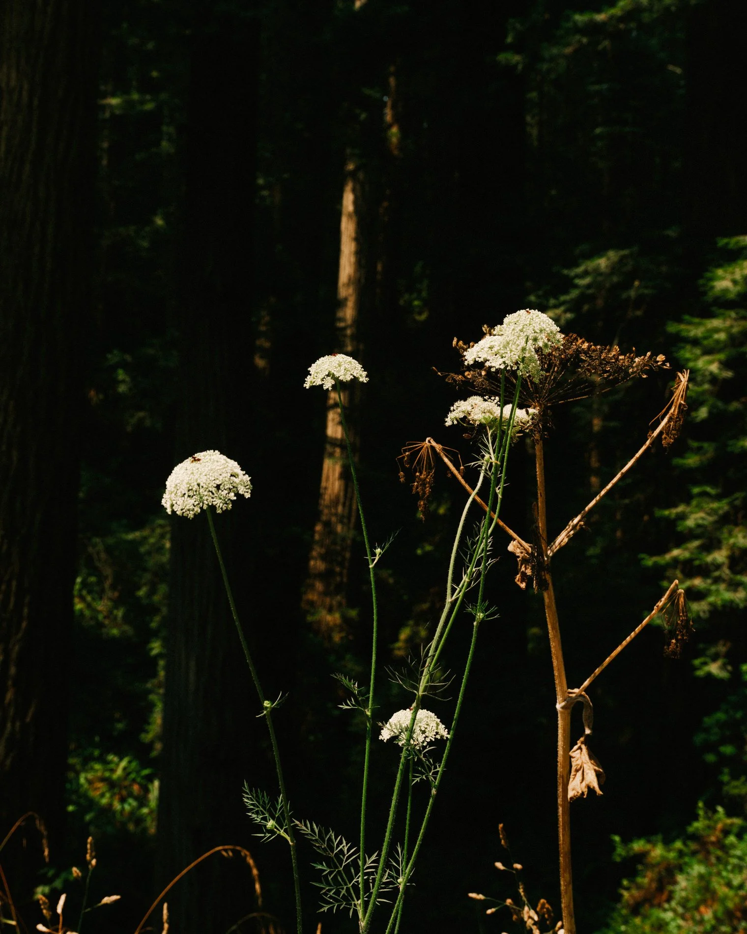 Coast Book SE_V87.jpg